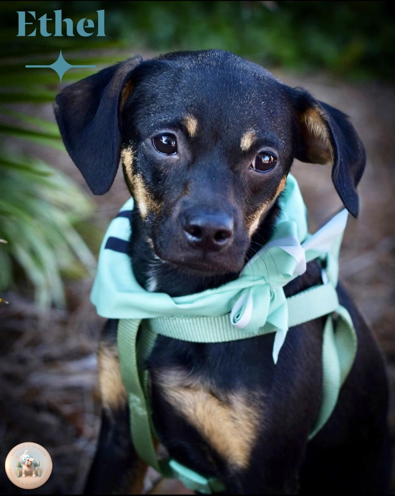 Ethel, Adoptable, Puppy Female Chihuahua & Dachshund.