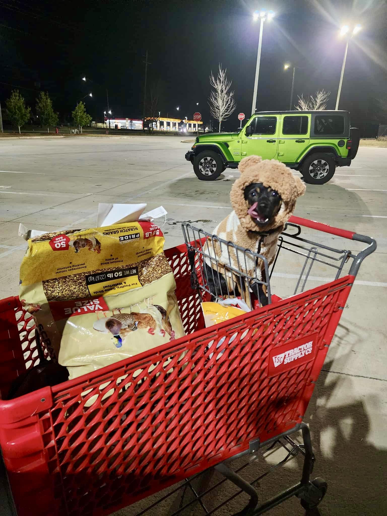 Enlarge Ethel, a Adoptable mixed breed in Milton, FL image 5/5