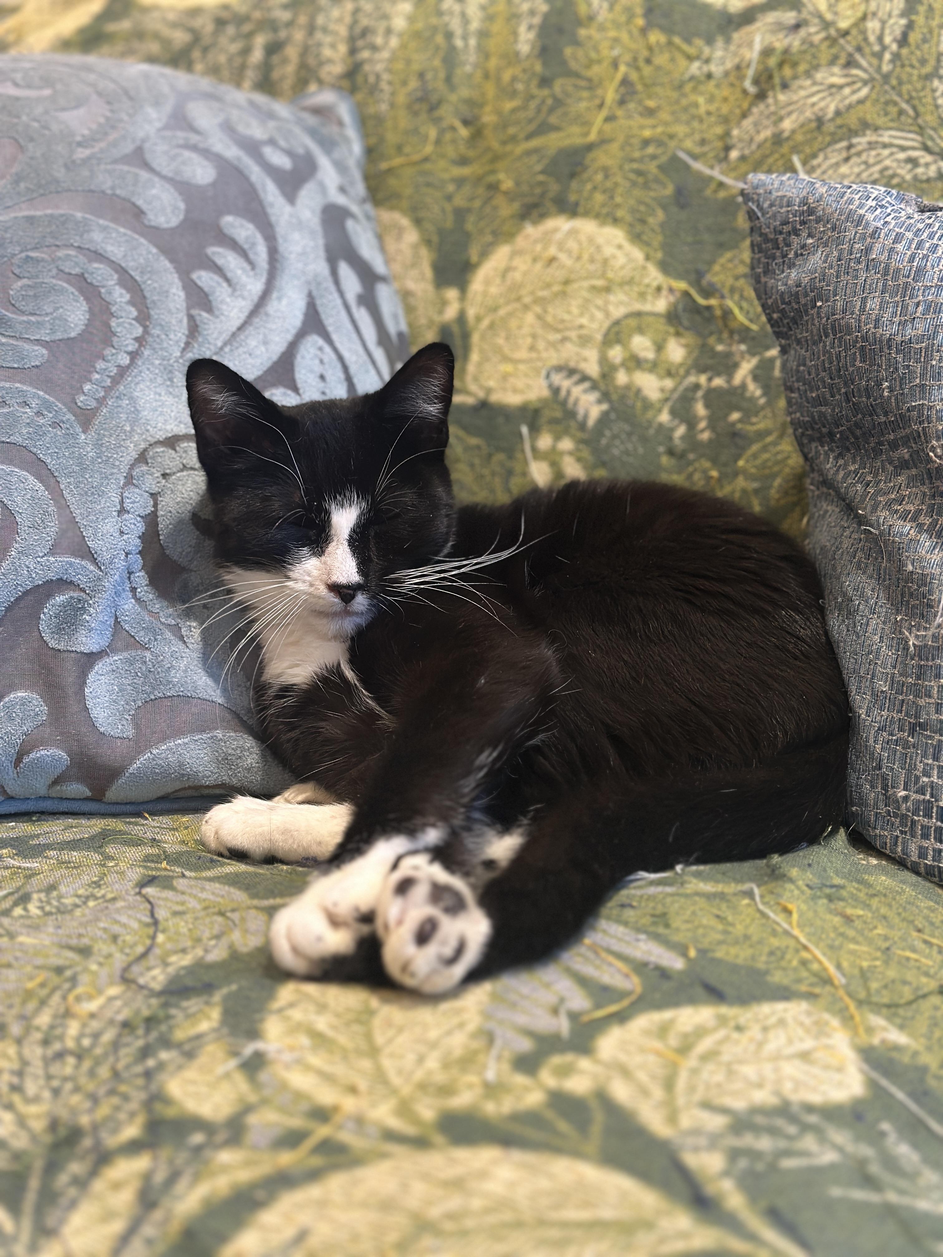 Popcorn: sweet tuxedo cutie, Adoptable, Young Female Domestic Short Hair.