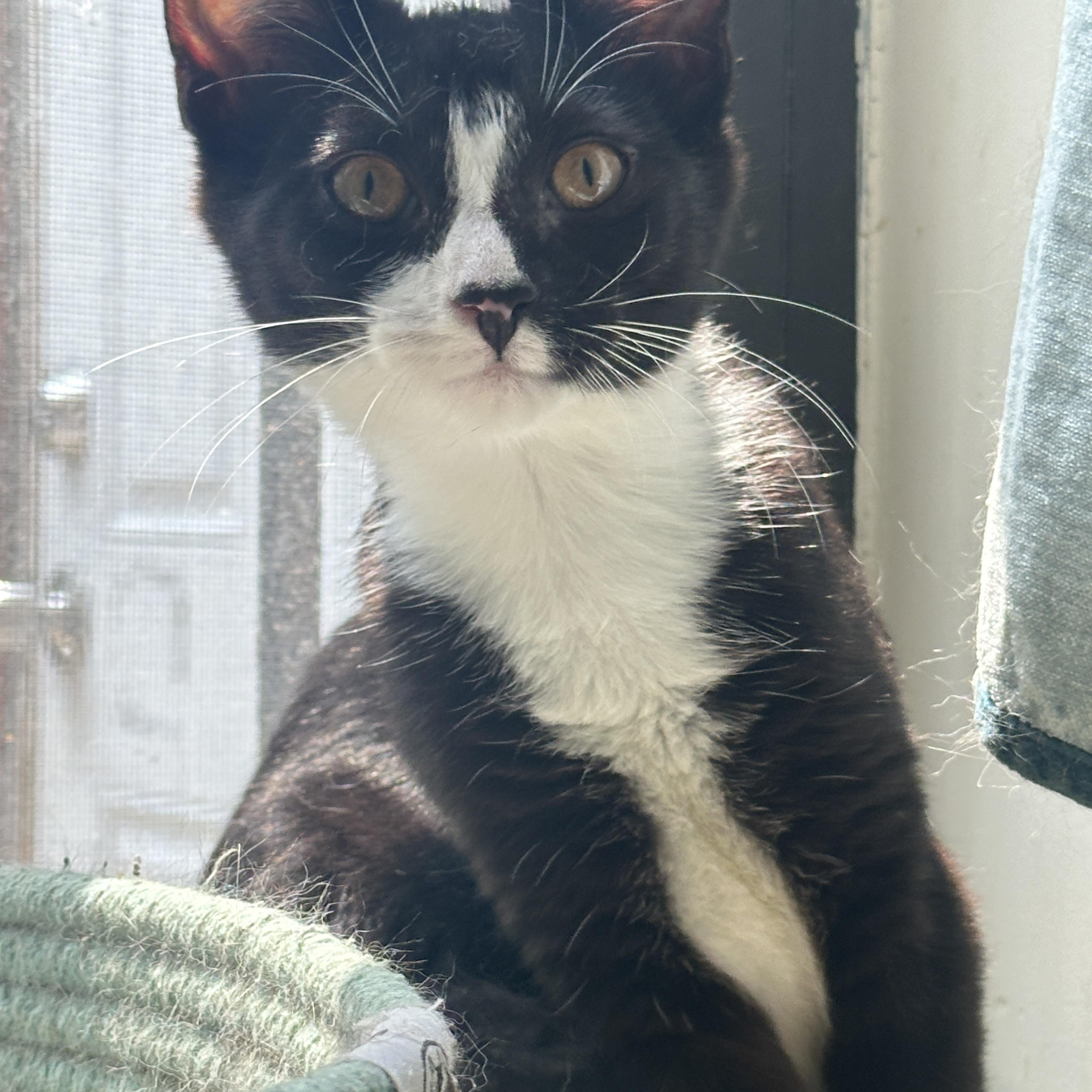 Popcorn: sweet tuxedo cutie, Adoptable, Young Female Domestic Short Hair.