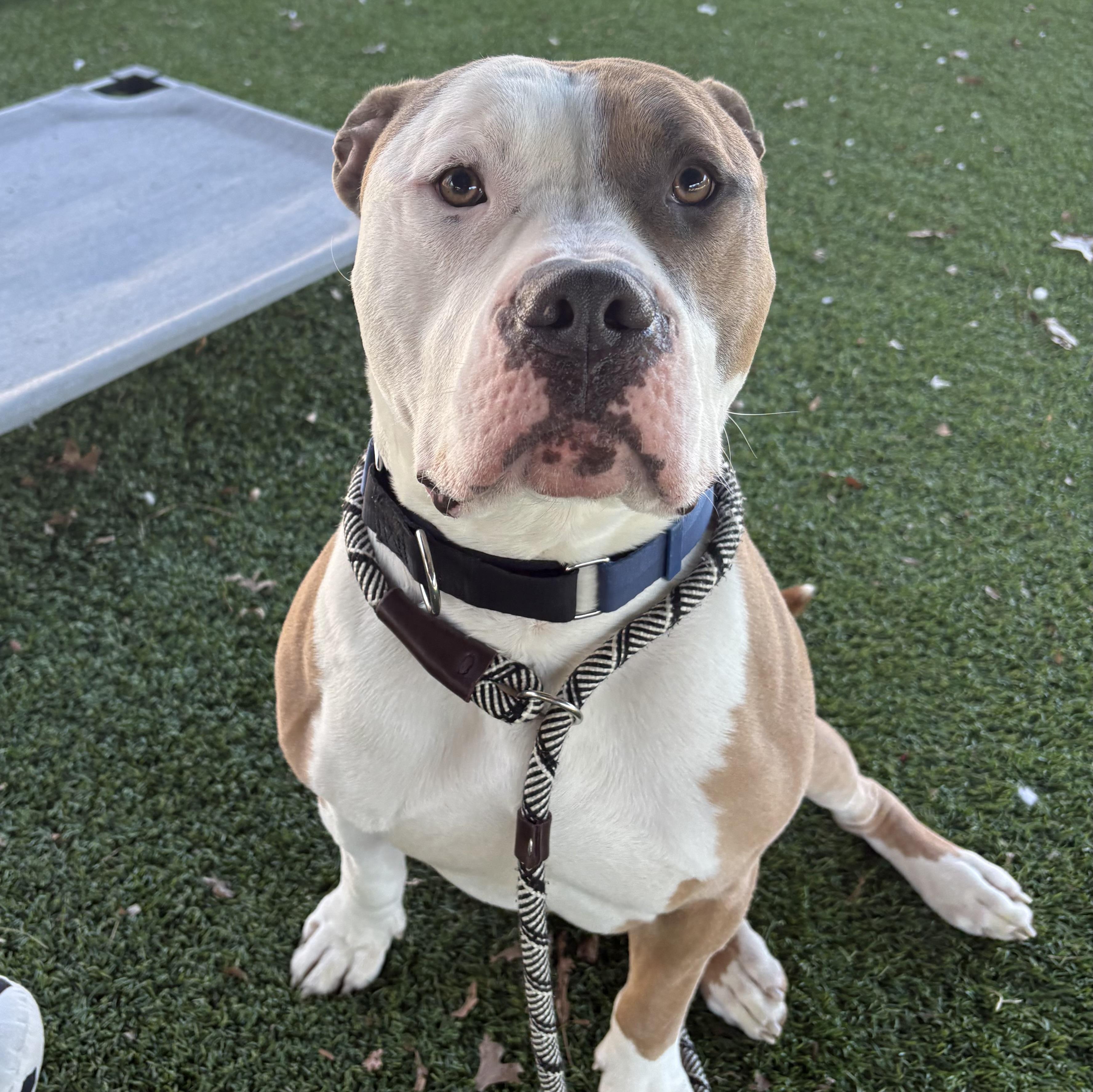 Enlarge AJ, a ADOPTABLE mixed breed in Eatontown, NJ image 4/6