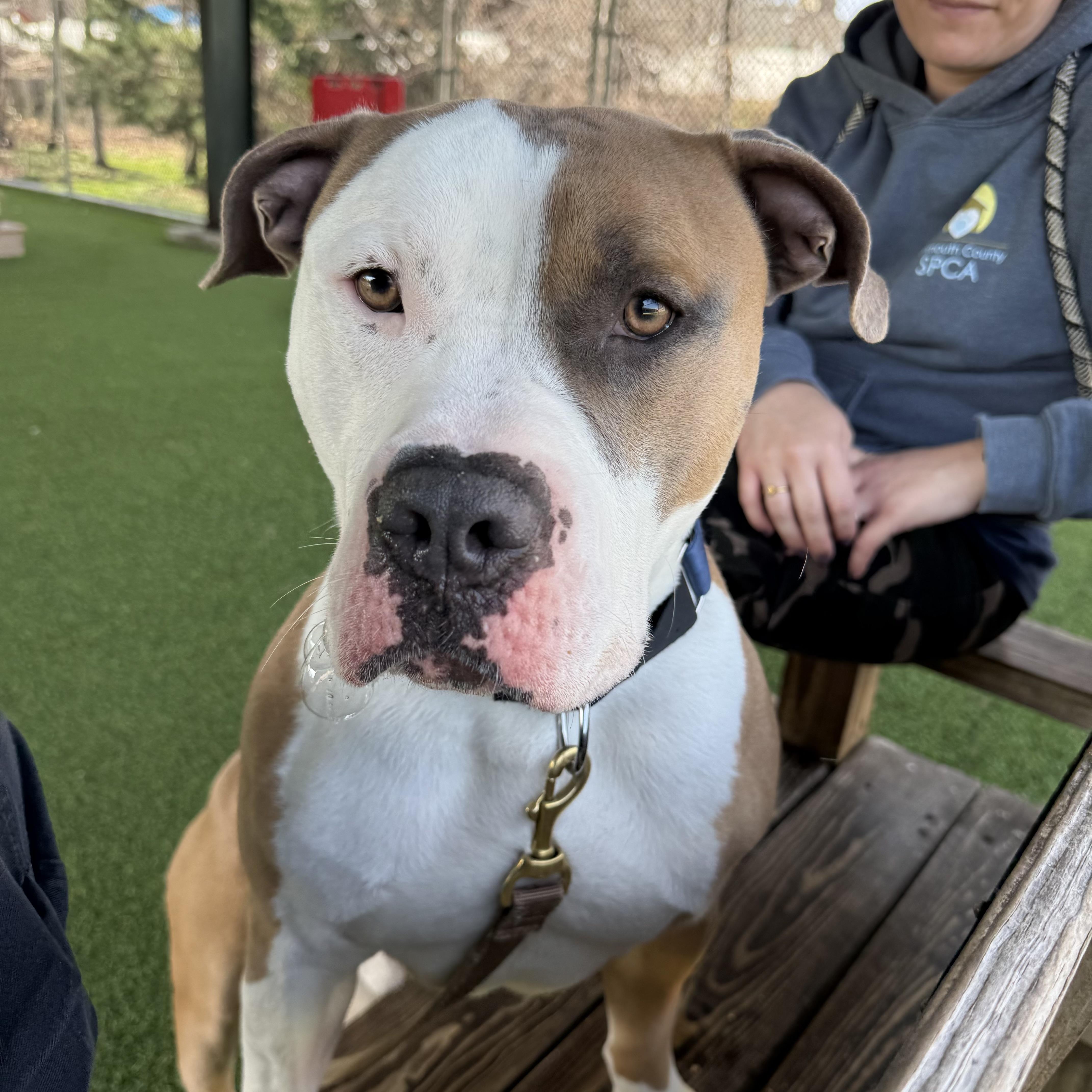 Enlarge AJ, a ADOPTABLE mixed breed in Eatontown, NJ image 6/6