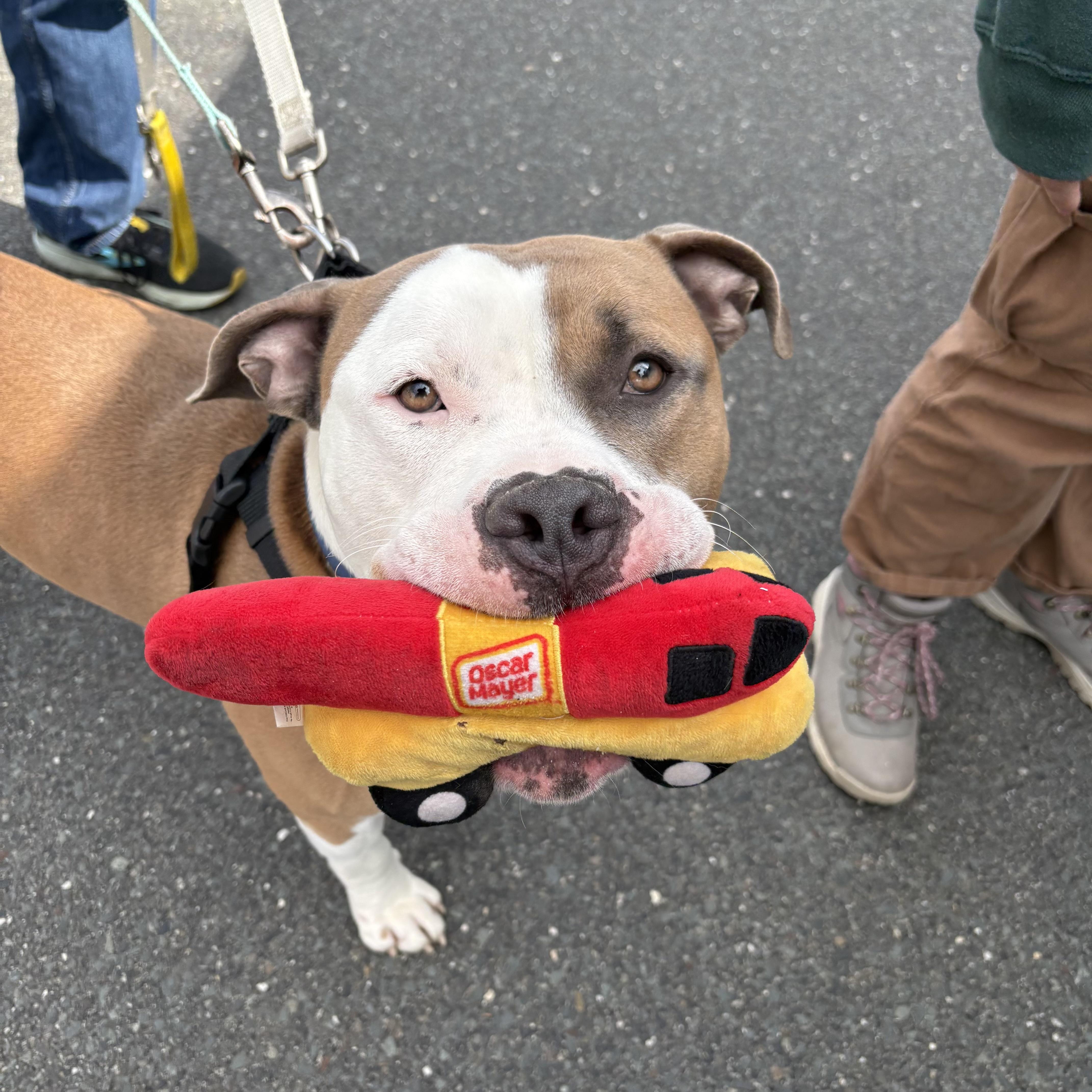 Enlarge AJ, a ADOPTABLE mixed breed in Eatontown, NJ image 5/6