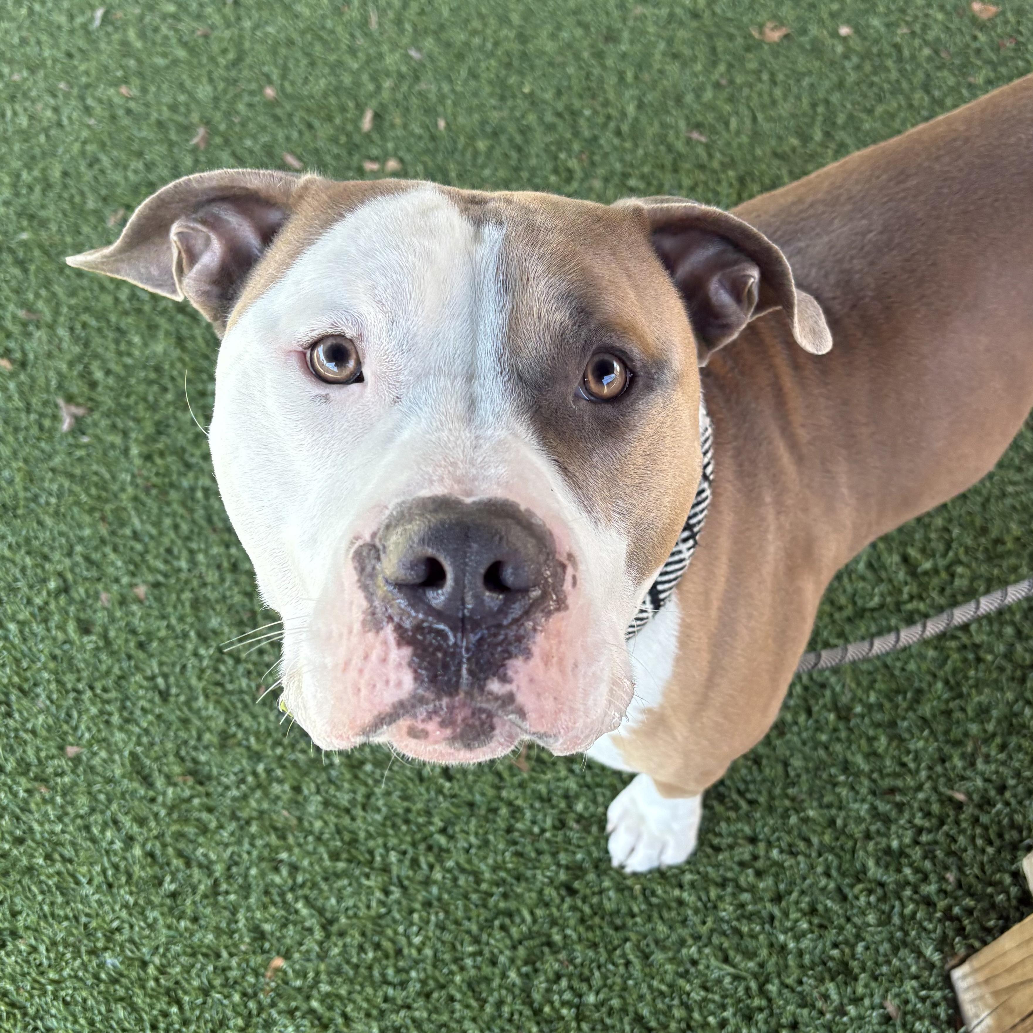 Enlarge AJ, a ADOPTABLE mixed breed in Eatontown, NJ image 2/6