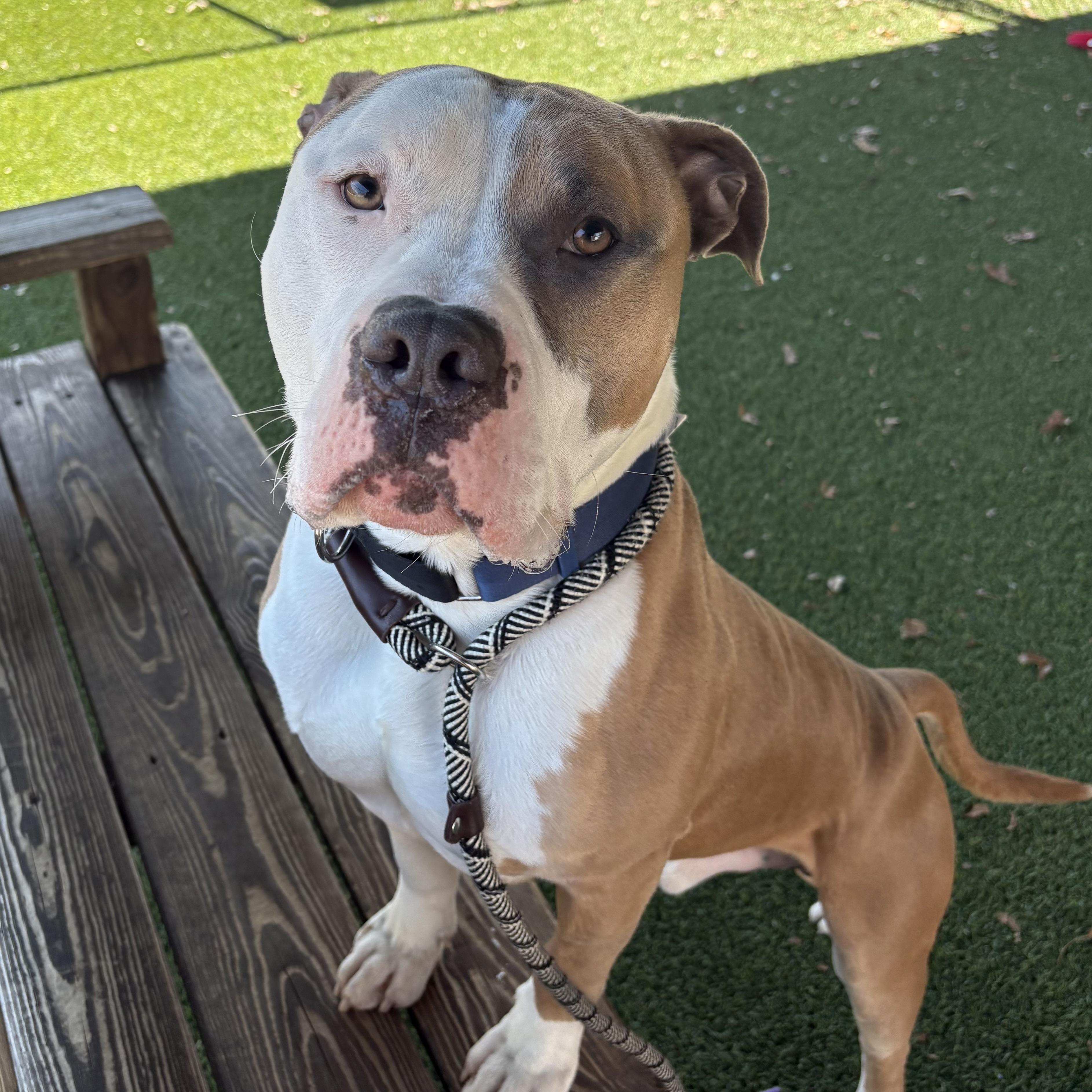 Enlarge AJ, a ADOPTABLE mixed breed in Eatontown, NJ image 1/6