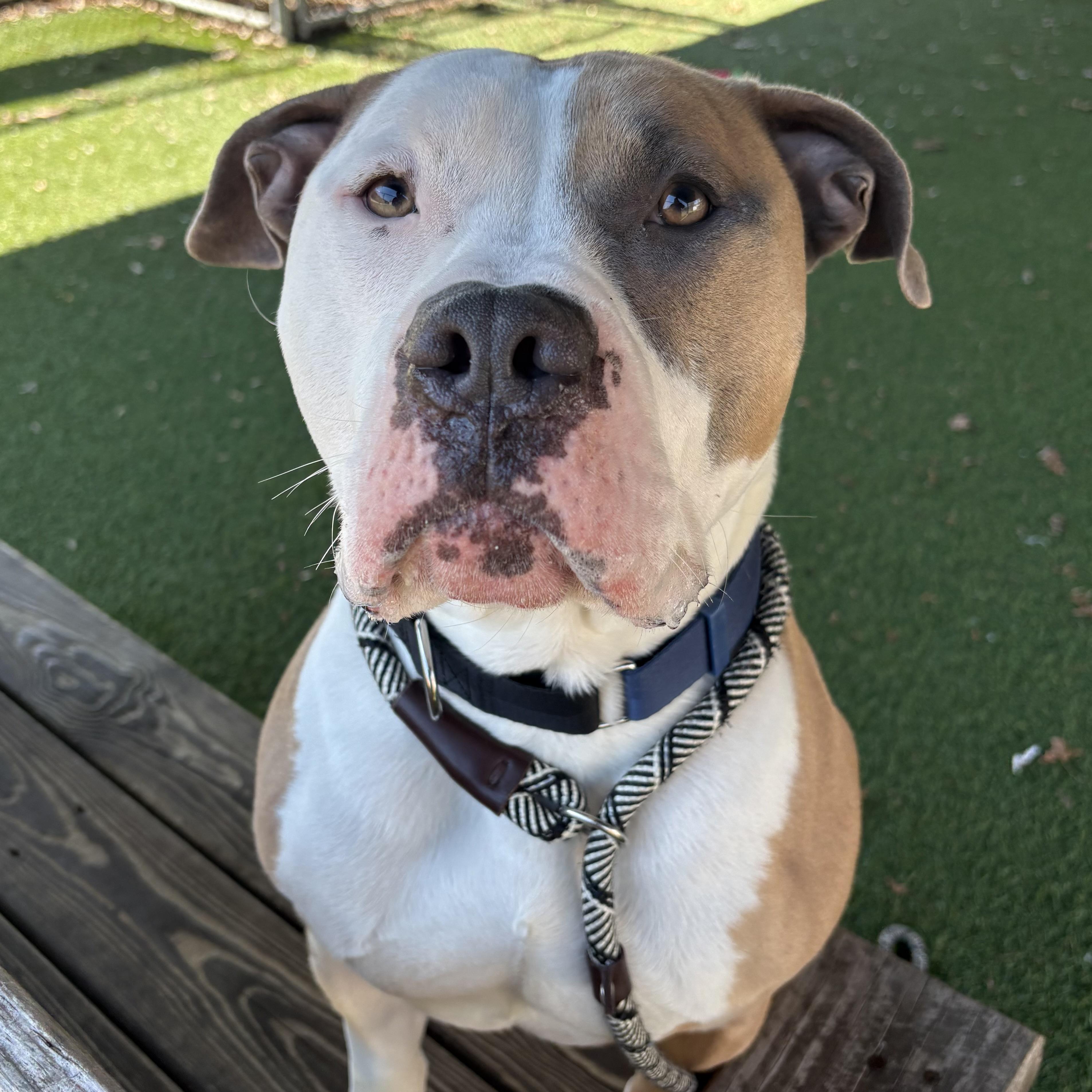 Enlarge AJ, a ADOPTABLE mixed breed in Eatontown, NJ image 3/6