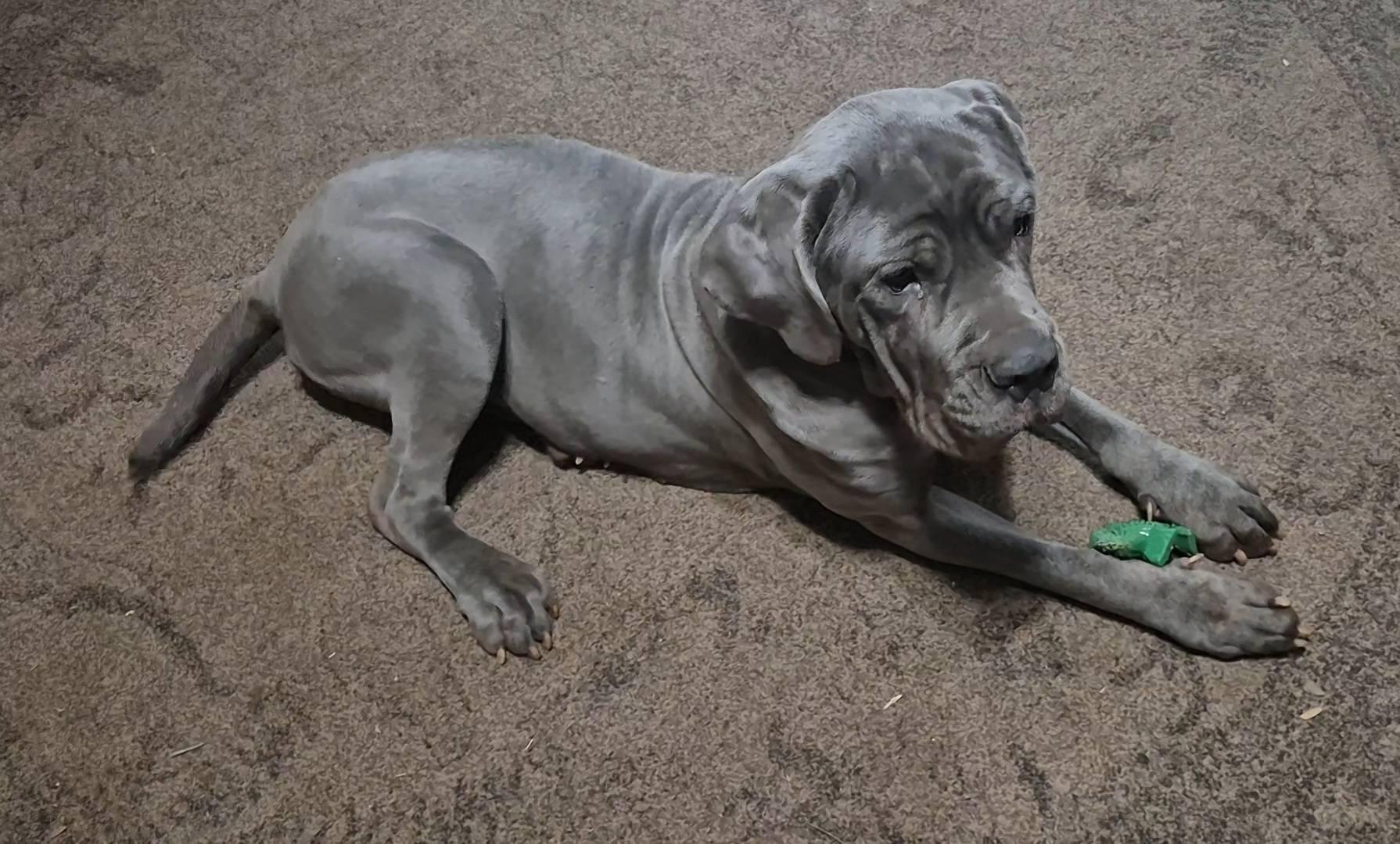 Kateri, an adopted mixed breed in Dayton, OH image 3/4