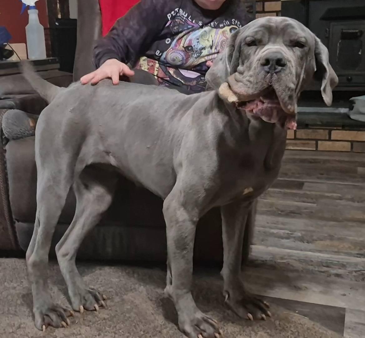 Kateri, adopted, Young Female Mastiff & Great Dane.