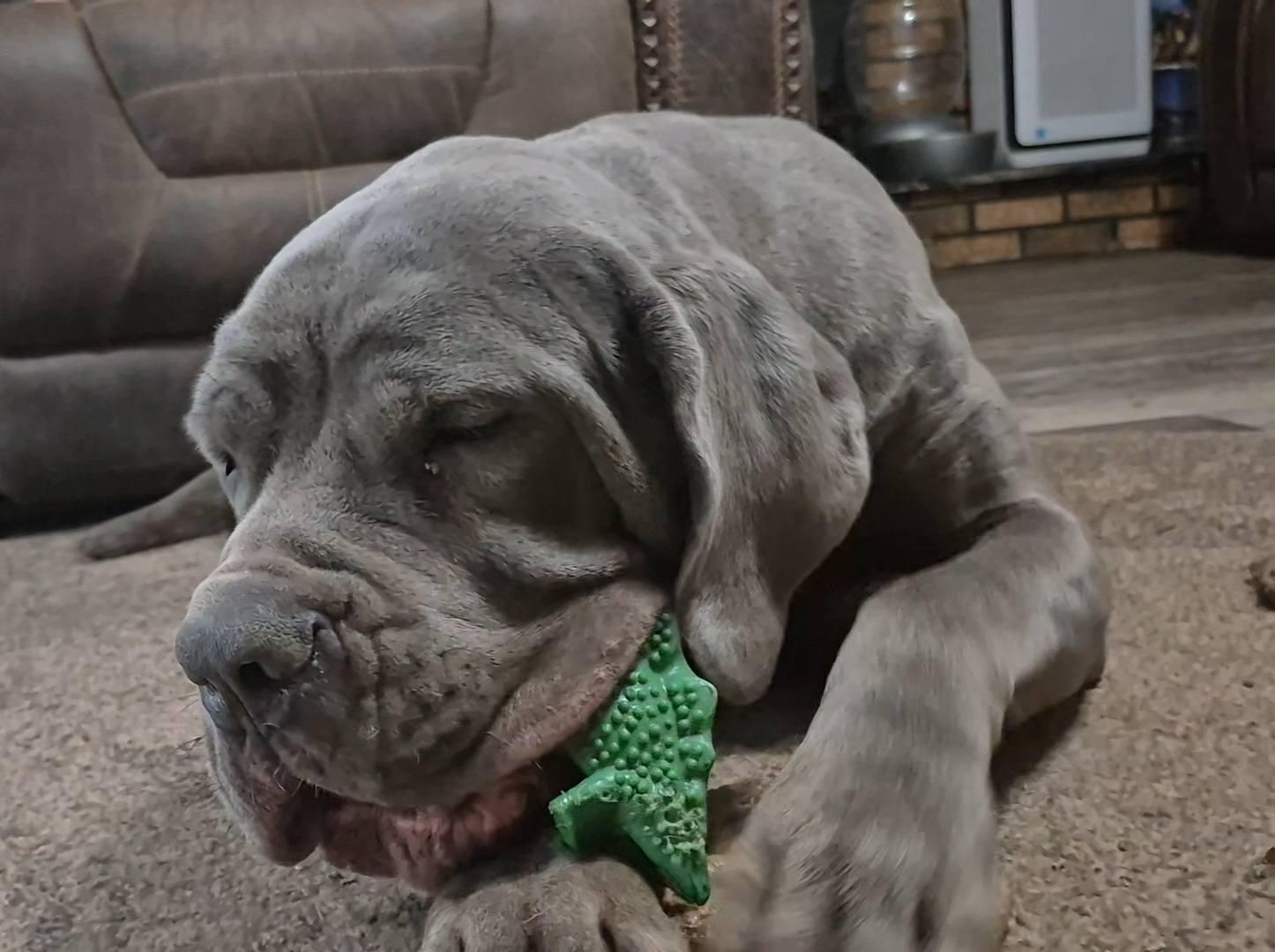 Kateri, an adopted mixed breed in Dayton, OH image 4/4