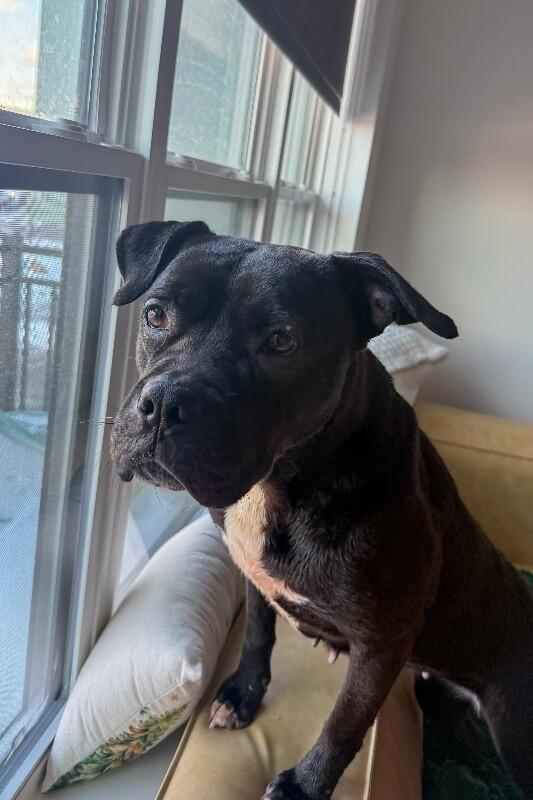 Enlarge Noella, a ADOPTABLE Mixed Breed in Miamitown, OH image 3/4