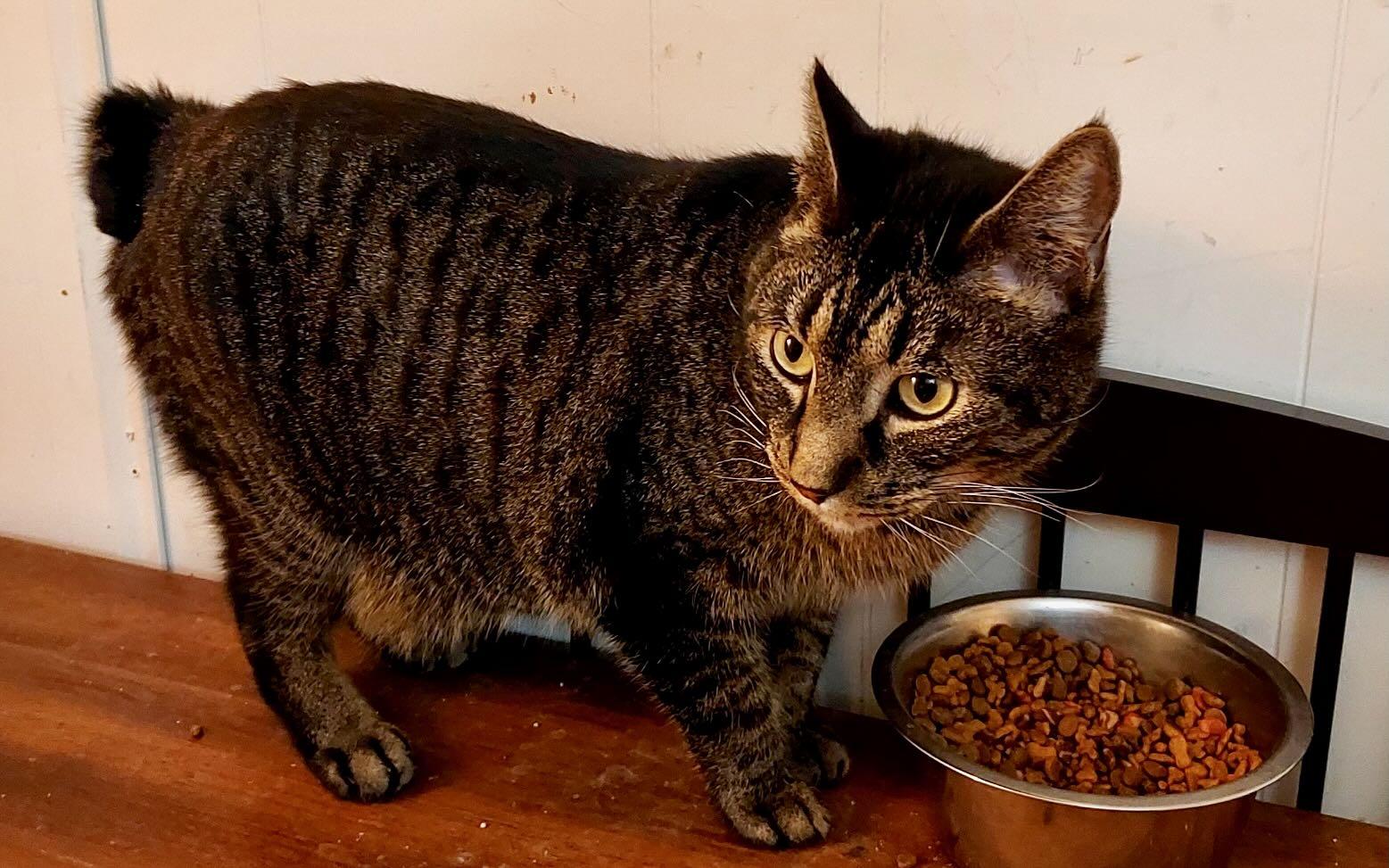 Enlarge Freddie, a Adoptable Tabby in Hood River, OR image 1/2