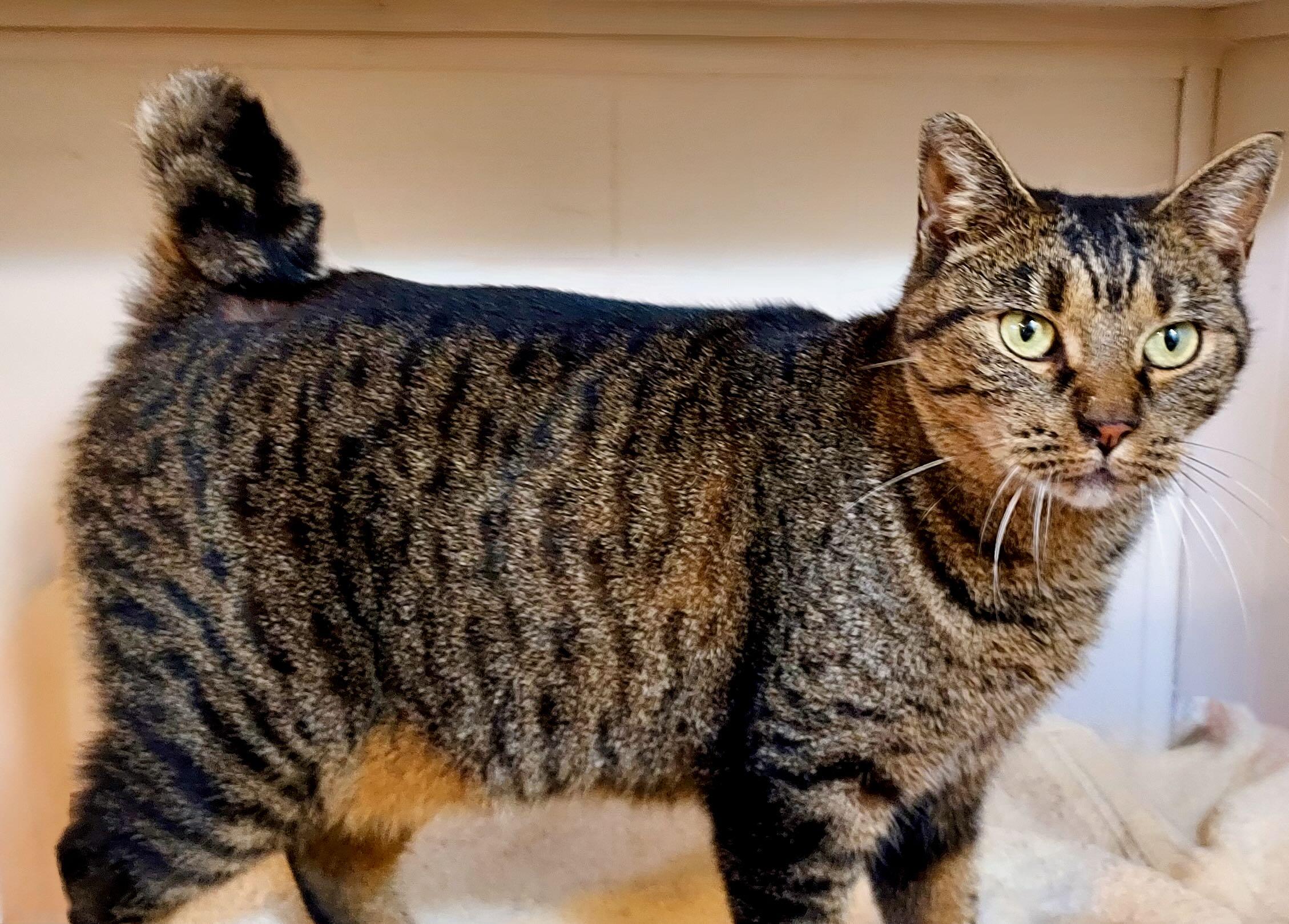 Enlarge Freddie, an adoption pending Tabby in Hood River, OR image 2/6