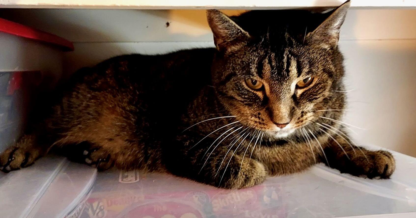 Enlarge Freddie, a Adoptable Tabby in Hood River, OR image 2/2