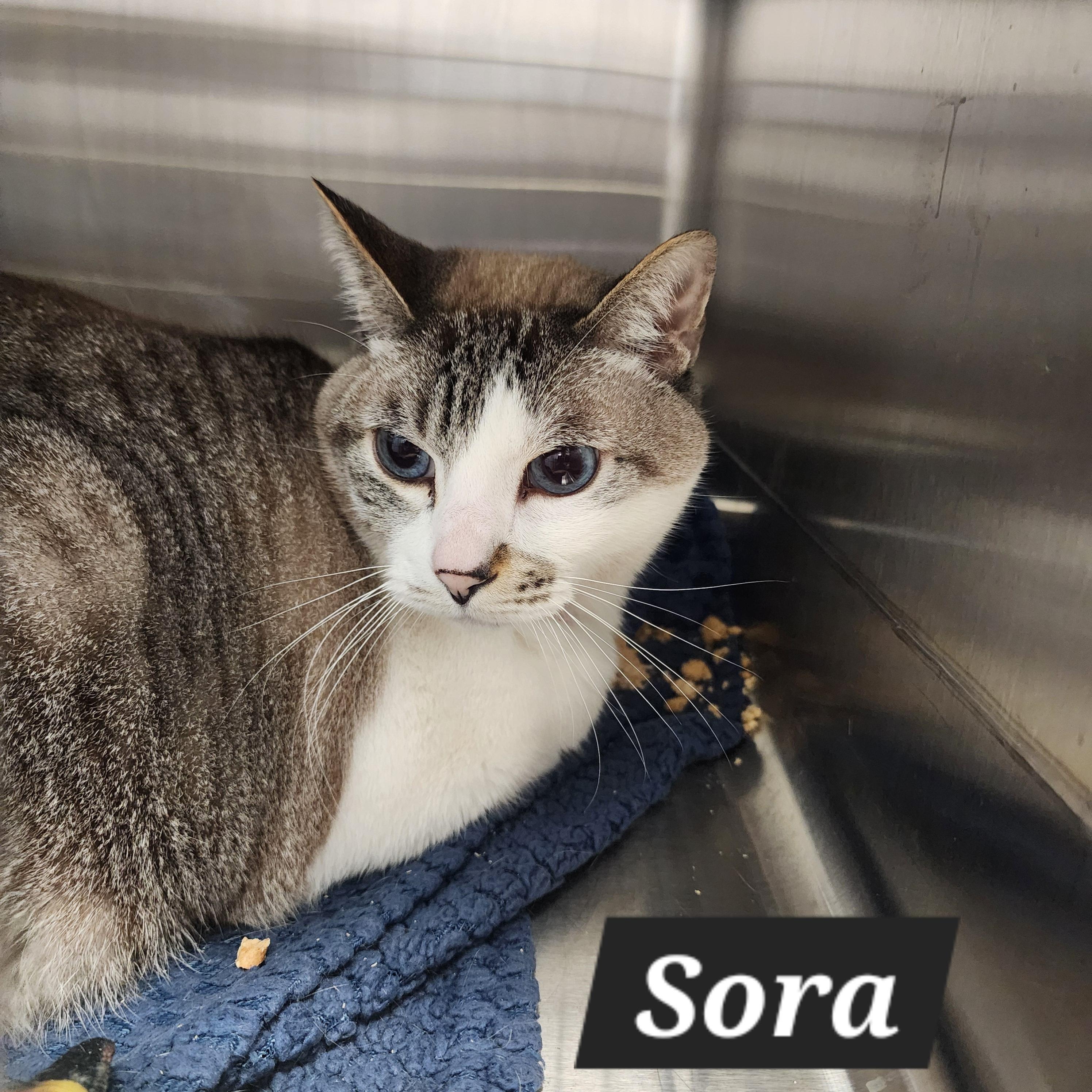 Enlarge Sora, an adoptable Japanese Bobtail in Snow Hill, NC image 3/5