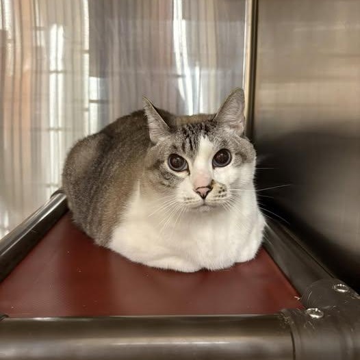 Enlarge Sora, an adoptable Japanese Bobtail in Snow Hill, NC image 2/5