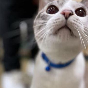 Enlarge Sora, an adoptable Japanese Bobtail in Snow Hill, NC image 4/5