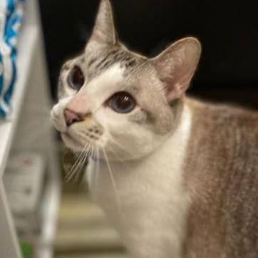 Enlarge Sora, an adoptable Japanese Bobtail in Snow Hill, NC image 5/5