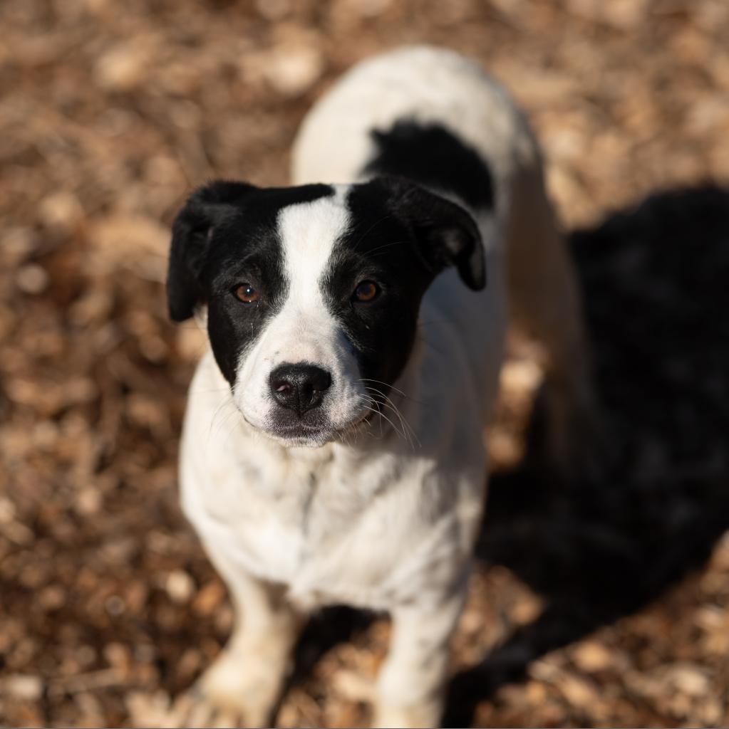 Enlarge Pru, an adoptable Australian Cattle Dog / Blue Heeler in Chester Springs, PA image 4/5
