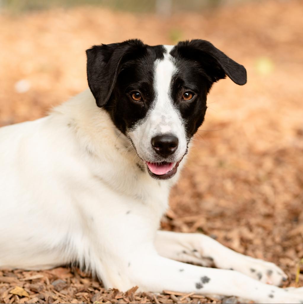 Enlarge Pru, an adoptable Australian Cattle Dog / Blue Heeler in Chester Springs, PA image 1/5