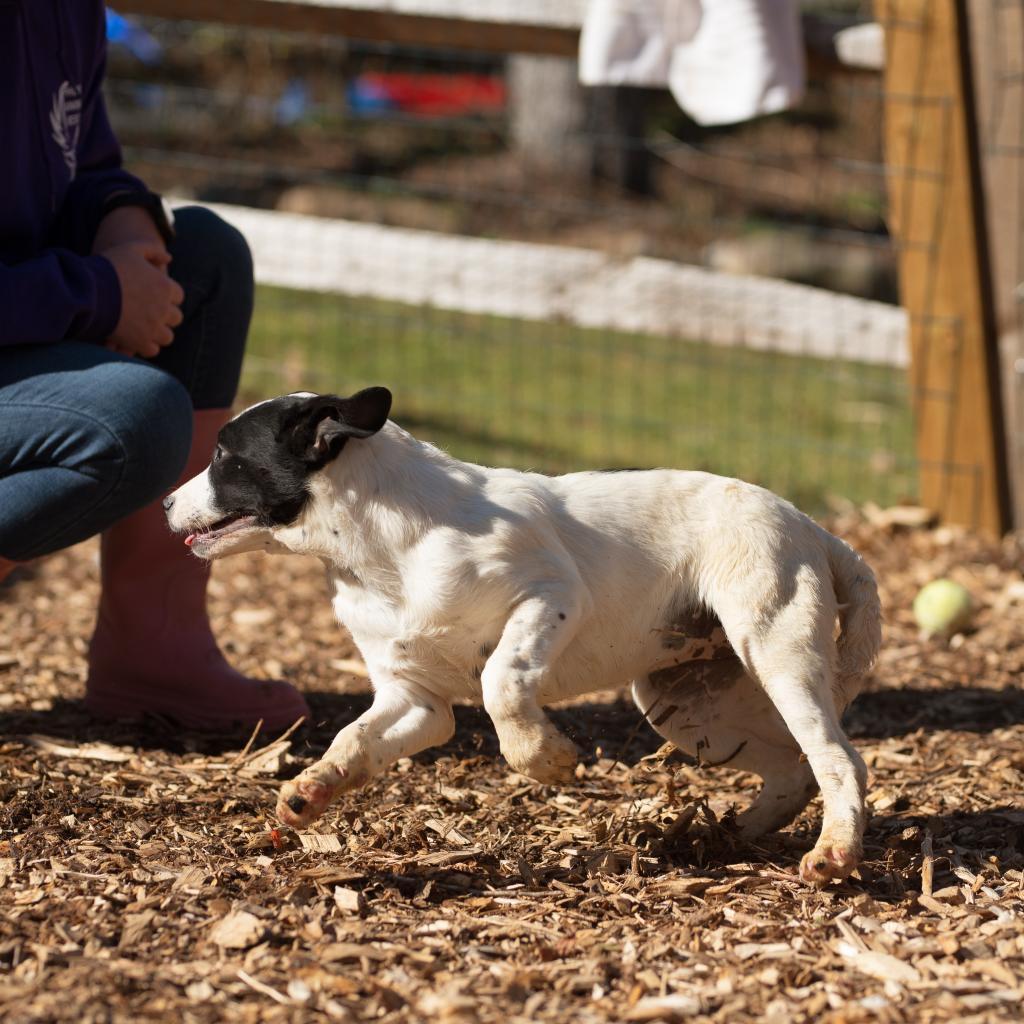 Enlarge Pru, an adoptable Australian Cattle Dog / Blue Heeler in Chester Springs, PA image 3/5