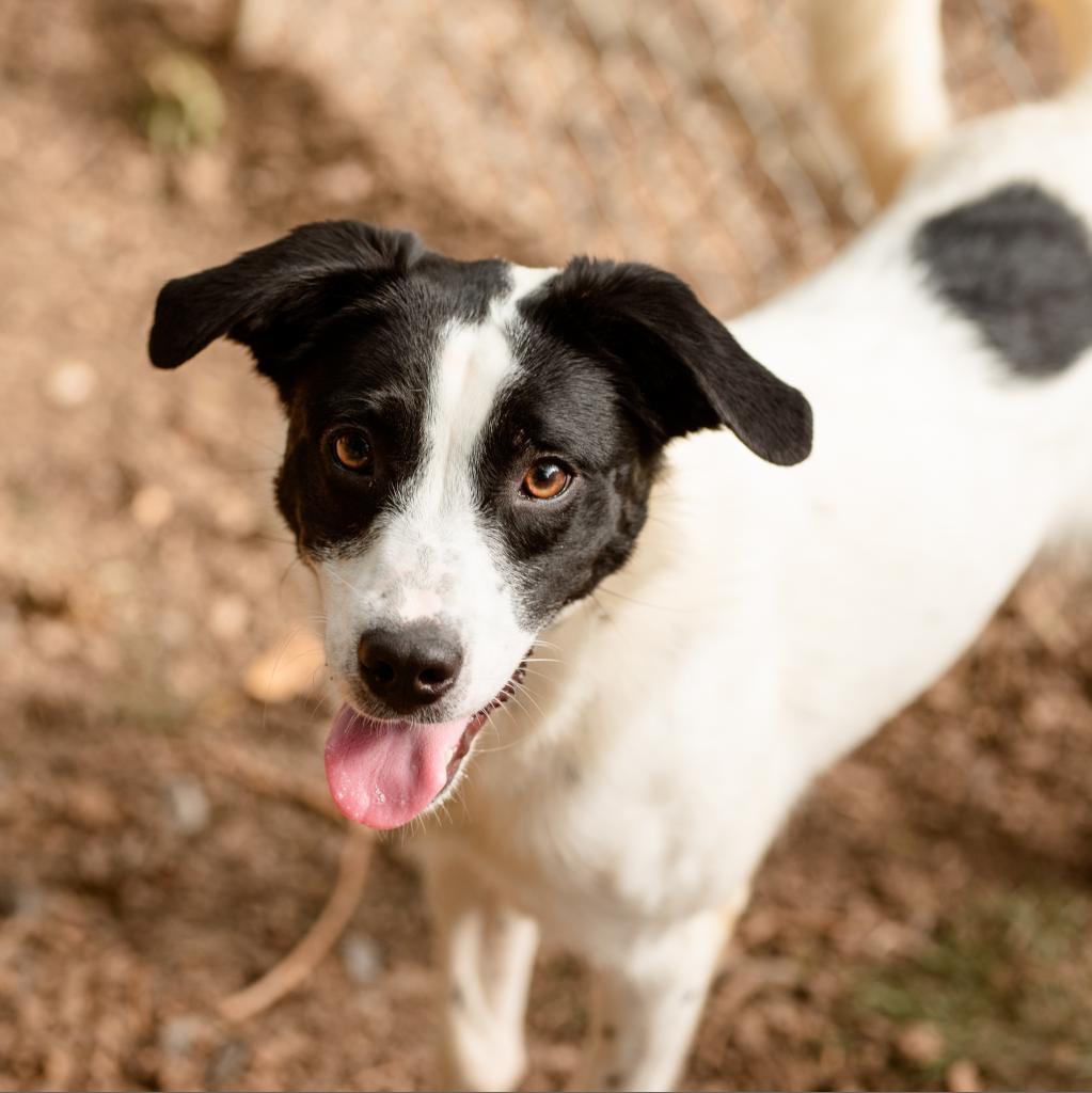 Enlarge Pru, an adoptable Australian Cattle Dog / Blue Heeler in Chester Springs, PA image 2/5