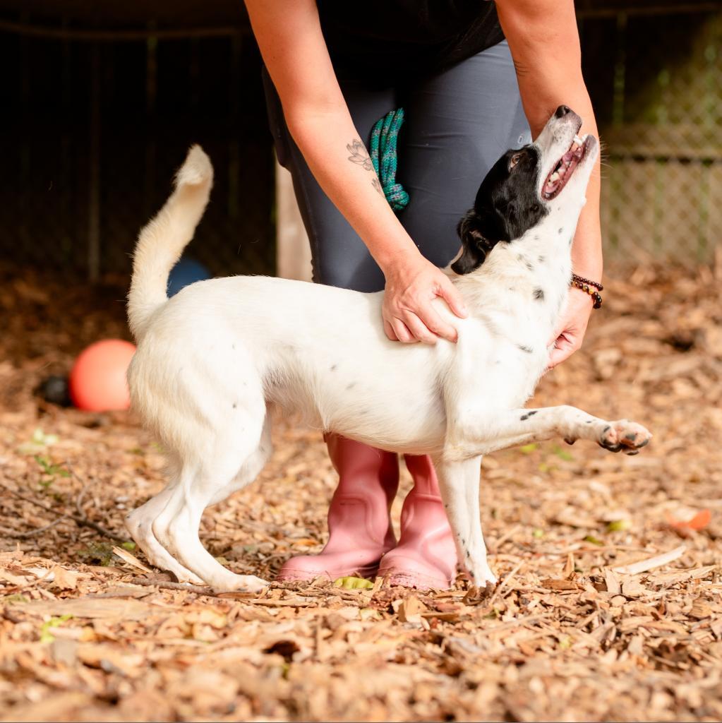 Enlarge Pru, an adoptable Australian Cattle Dog / Blue Heeler in Chester Springs, PA image 5/5