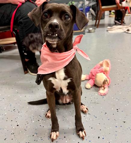 Enlarge Shocka, a Adoptable Terrier in Brooklyn Center, MN image 2/3