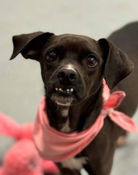 Enlarge Shocka, a Adoptable Terrier in Brooklyn Center, MN image 3/3