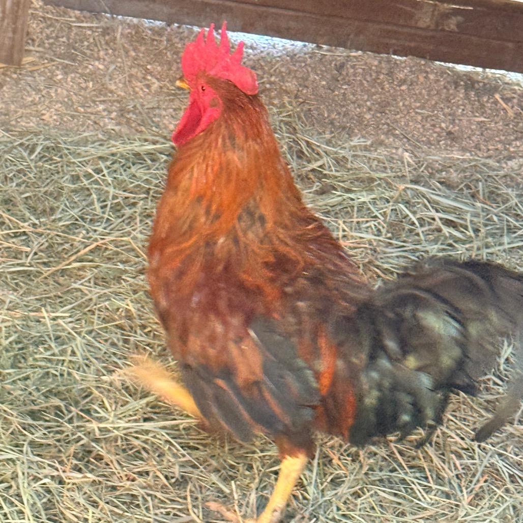 Mavrick, a Adoptable Chicken in Cheyenne, WY image 1/2