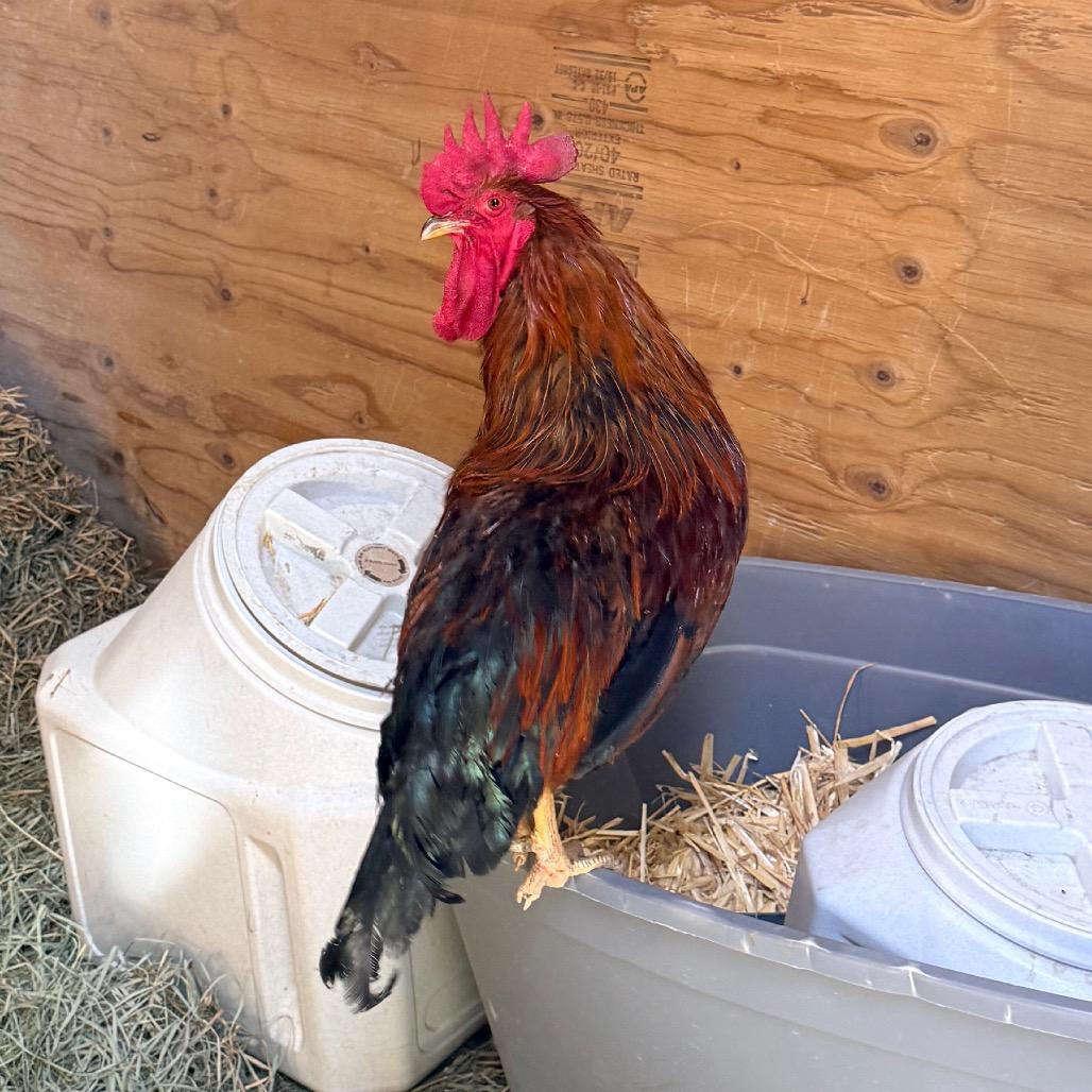 Mavrick, a Adoptable Chicken in Cheyenne, WY image 2/2