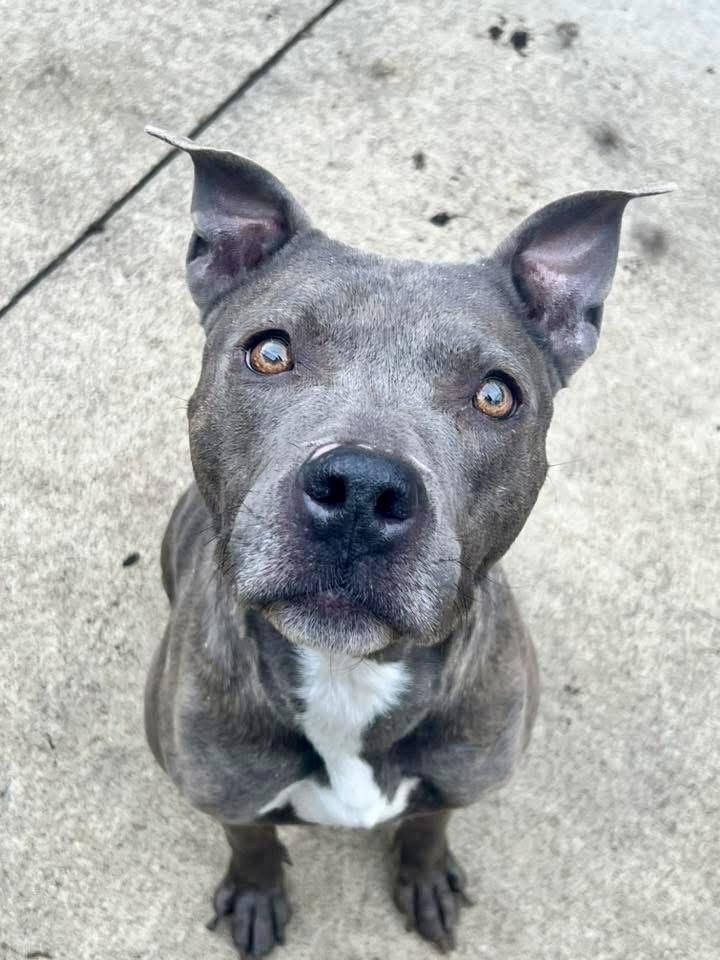 Dixie, ADOPTABLE, Adult Female Pit Bull Terrier.