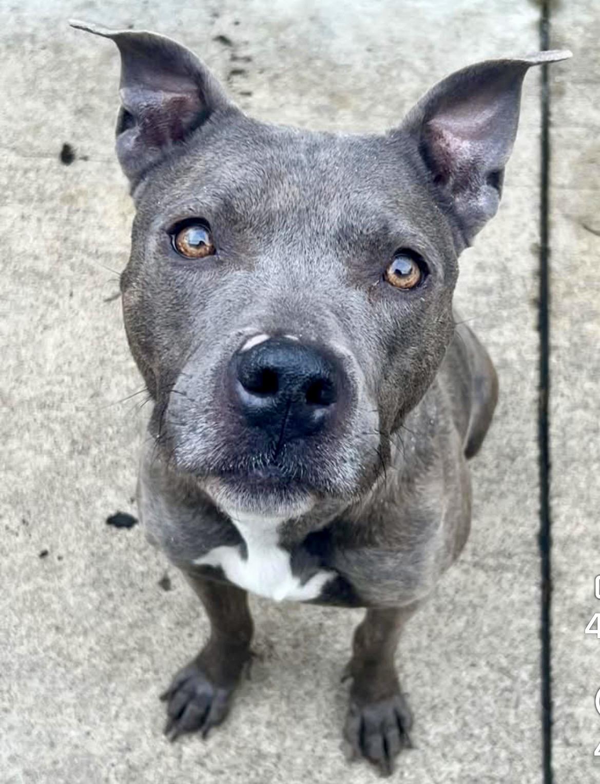 Enlarge Dixie, a ADOPTABLE Pit Bull Terrier in Chicago, IL image 3/5