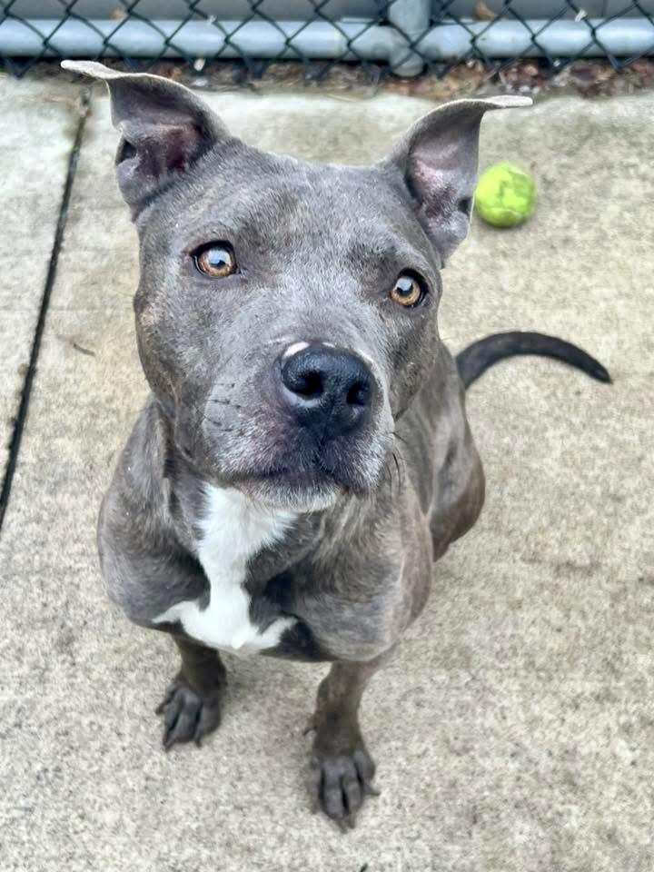 Enlarge Dixie, a ADOPTABLE Pit Bull Terrier in Chicago, IL image 4/5