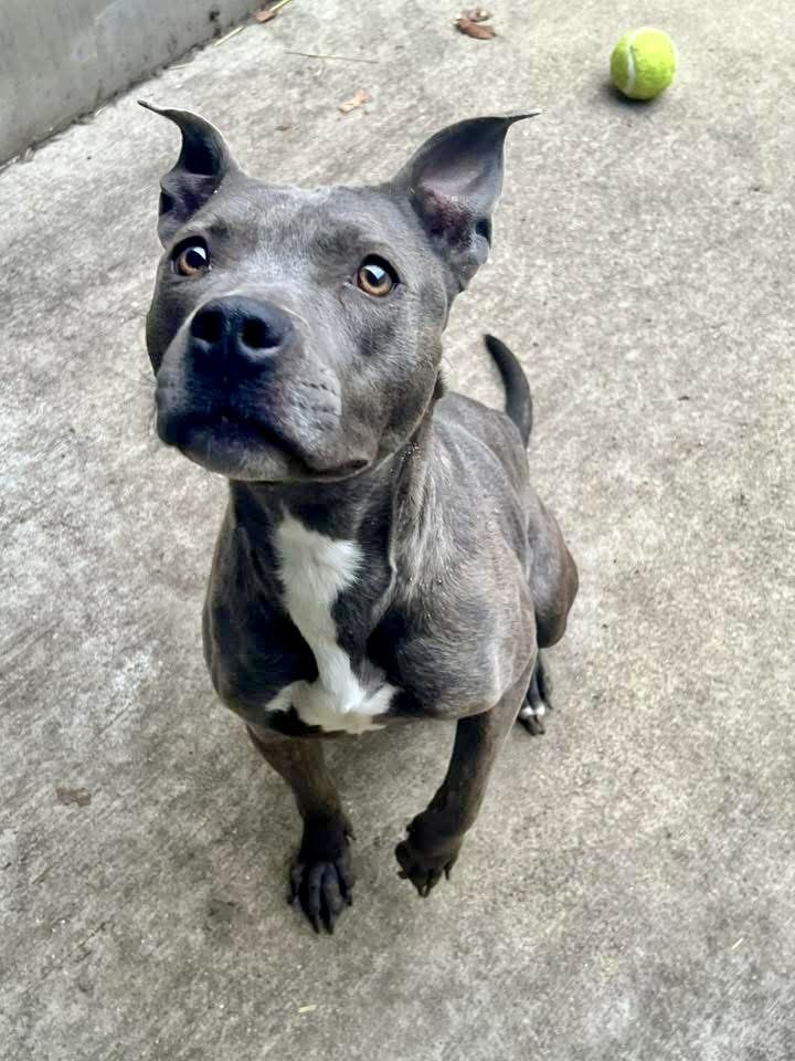 Enlarge Dixie, a ADOPTABLE Pit Bull Terrier in Chicago, IL image 2/5