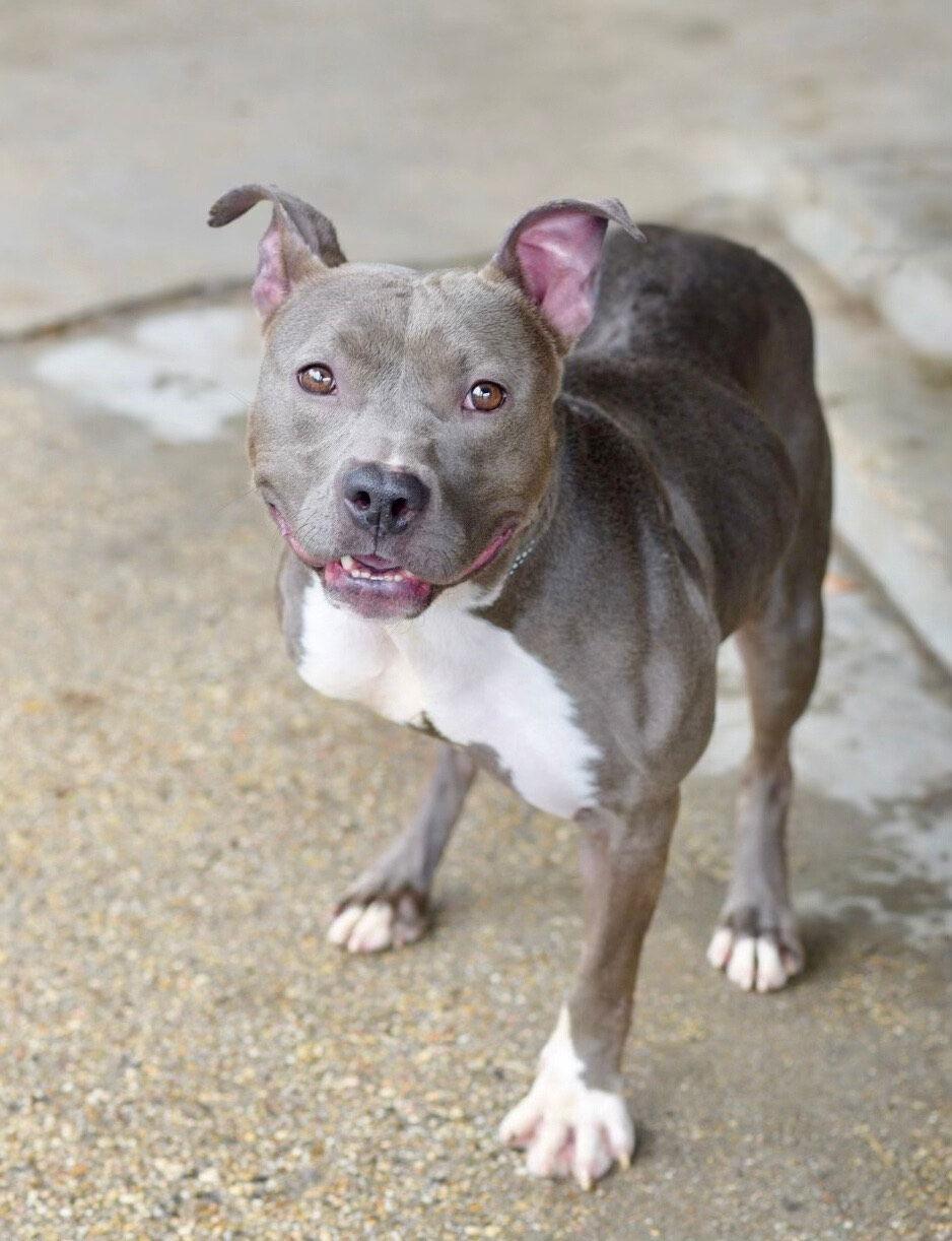 DIAMOND, Adoptable, Adult Female Terrier.