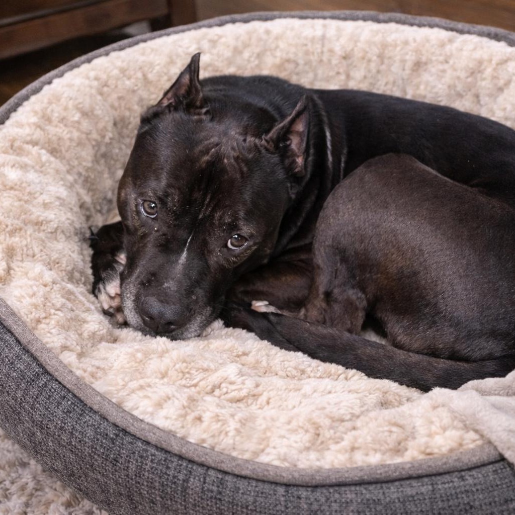 Enlarge Bruce – Smart, Handsome and Loves to Cuddle!! (Fostered in Claremont, NH), a Adoptable mixed breed in Cambridge, MA image 2/4