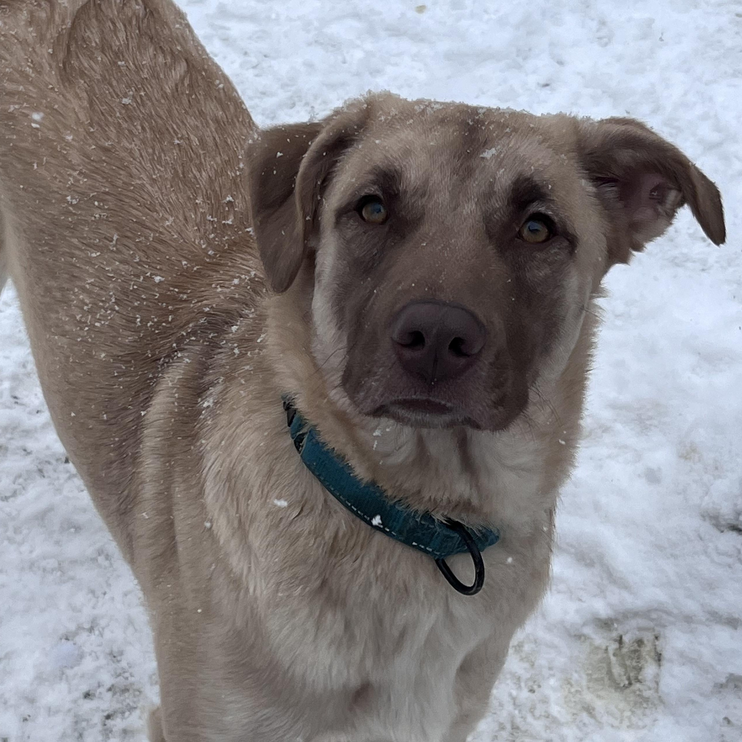 Julia, Adoptable, Young Female Yellow Labrador Retriever.