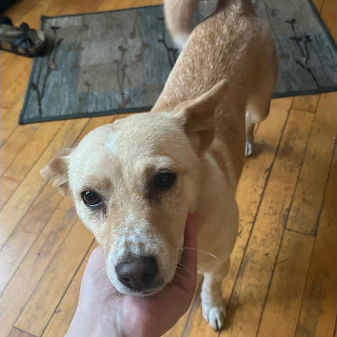 Enlarge Mabel - COURTESY POST, an adopted mixed breed in Sparta, WI image 1/2