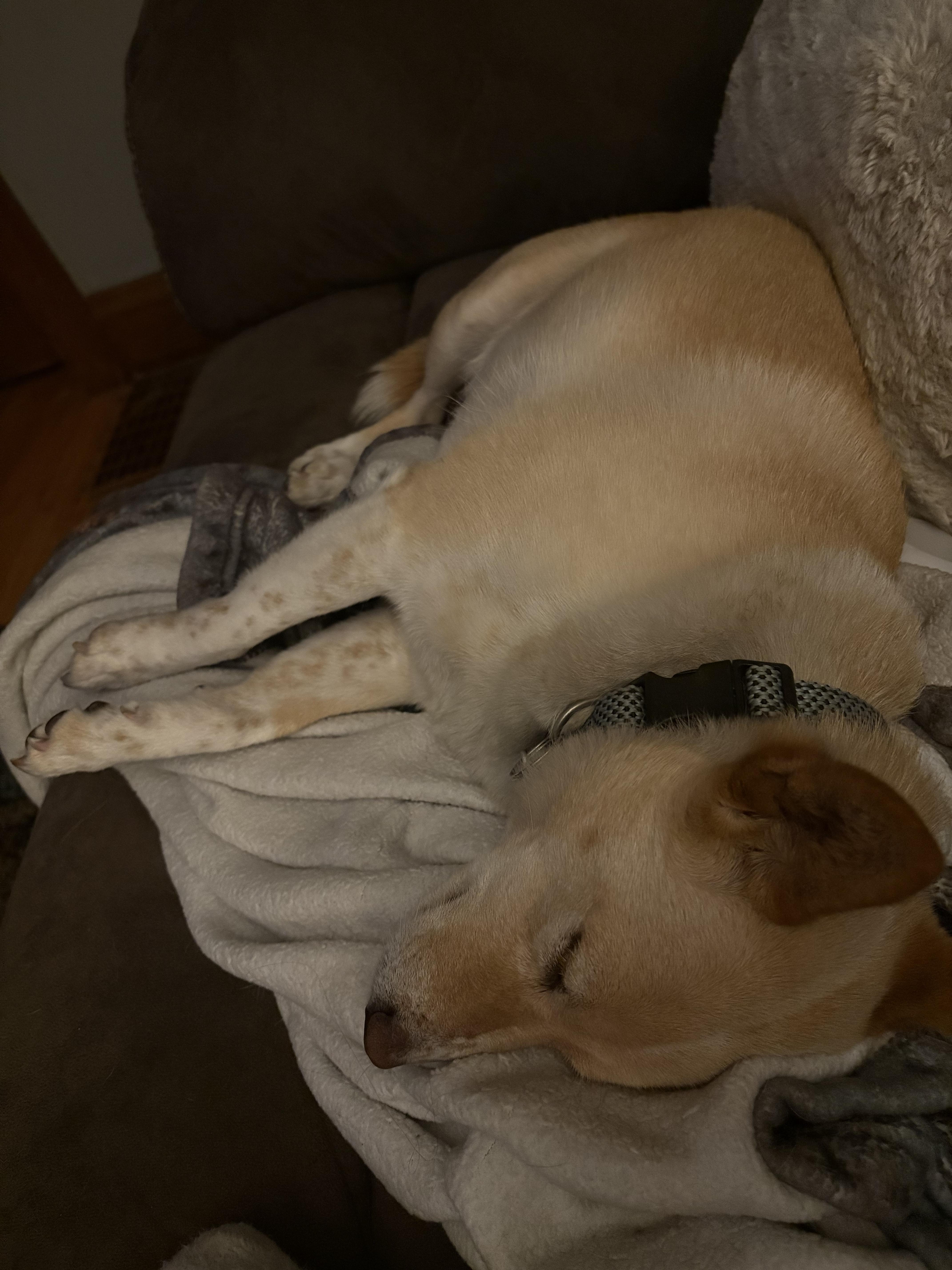 Enlarge Mabel - COURTESY POST, an adopted mixed breed in Sparta, WI image 2/2