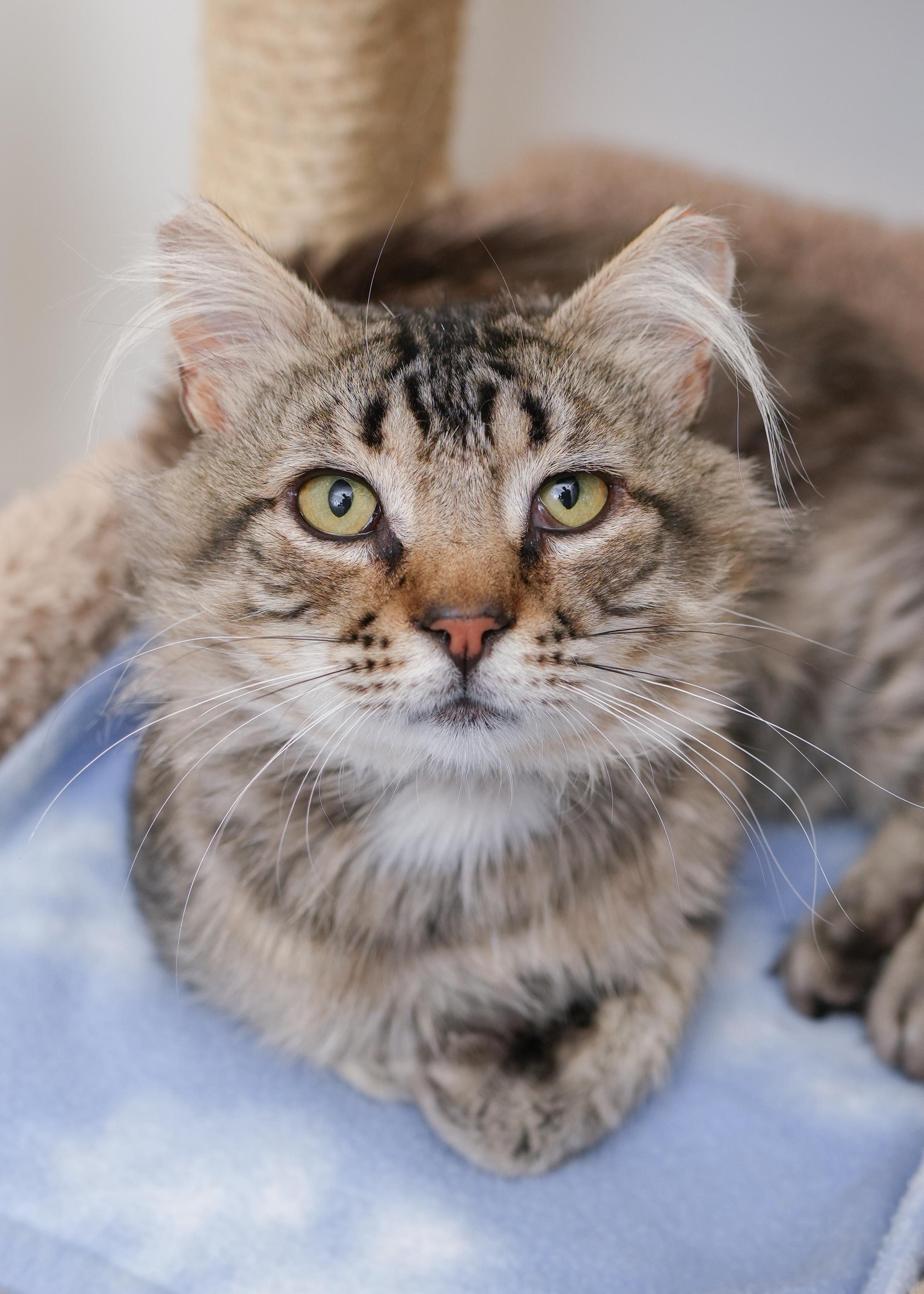 Enlarge Brewer, a Adopted Domestic Medium Hair in Boise, ID image 1/3