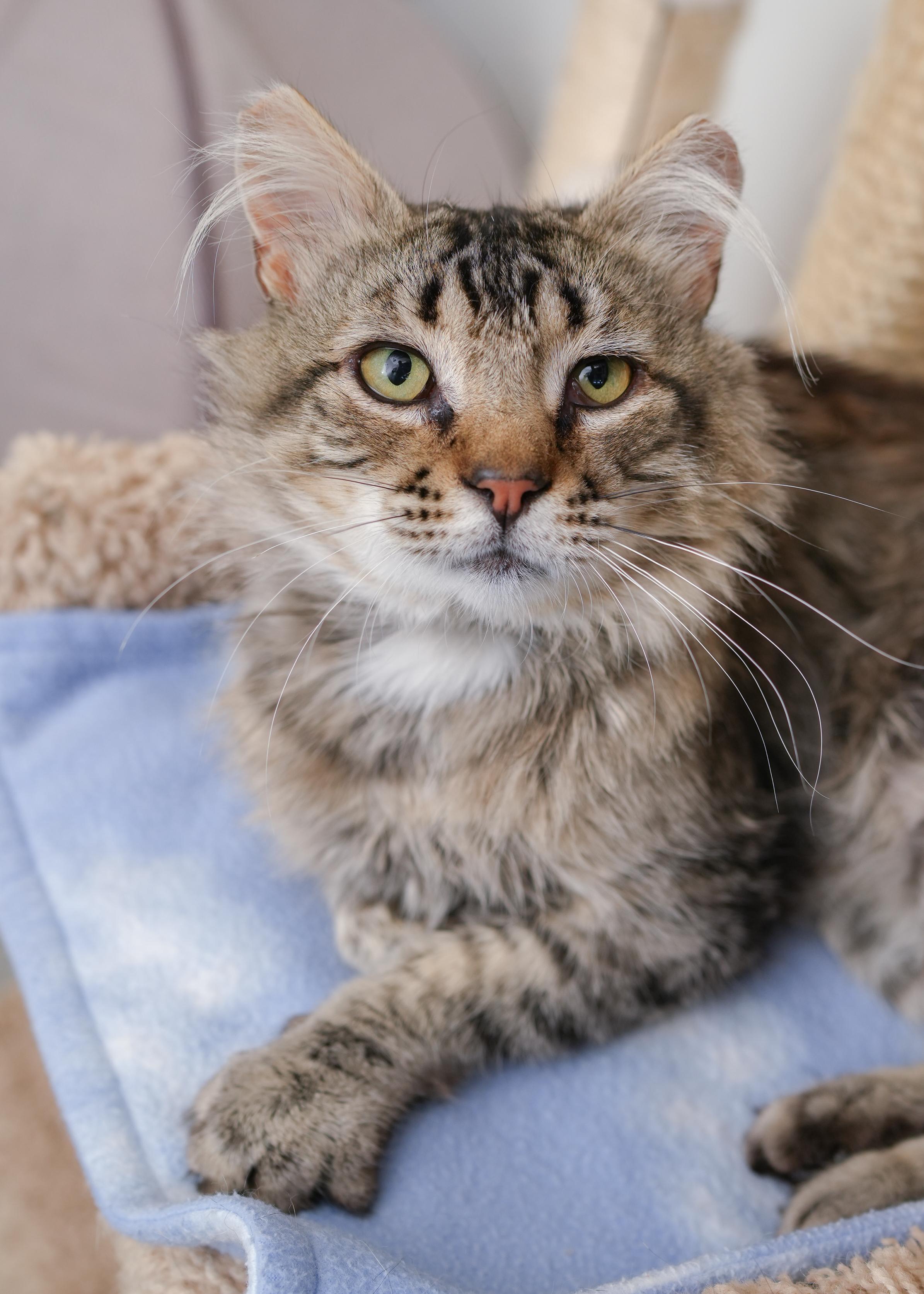 Enlarge Brewer, a Adopted Domestic Medium Hair in Boise, ID image 2/3