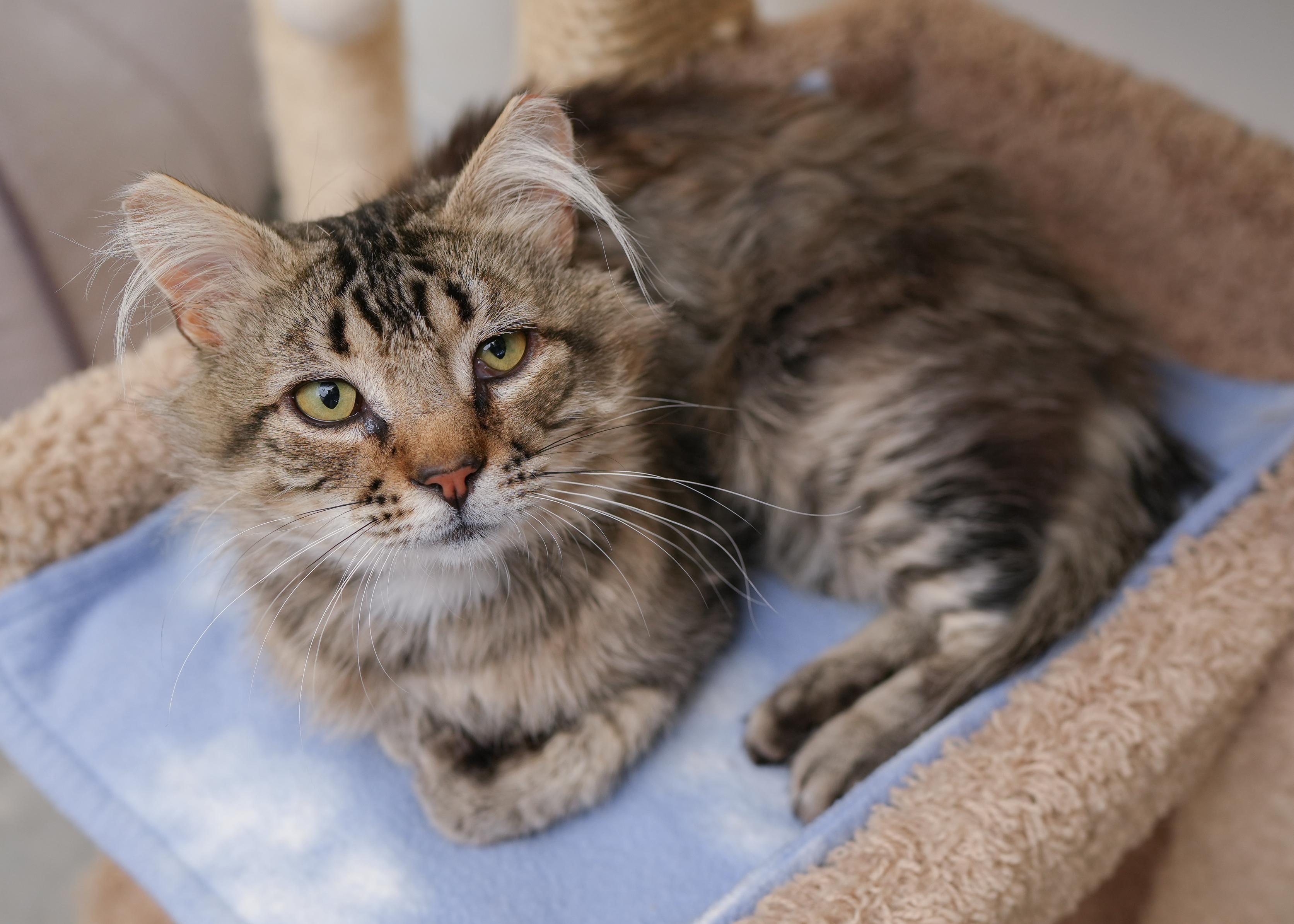 Enlarge Brewer, a Adopted Domestic Medium Hair in Boise, ID image 3/3