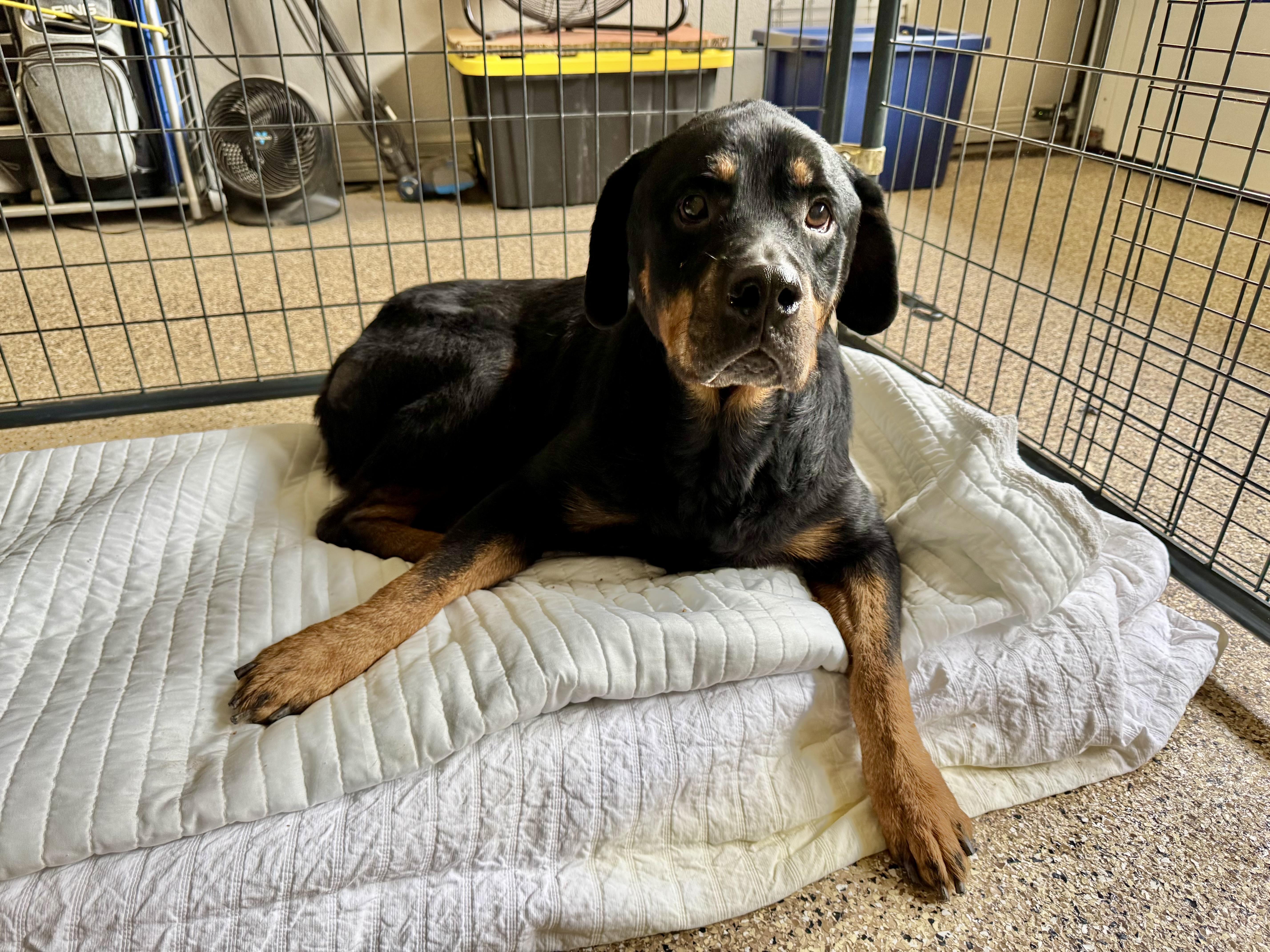  "Abby", ADOPTABLE, Senior Female Rottweiler.