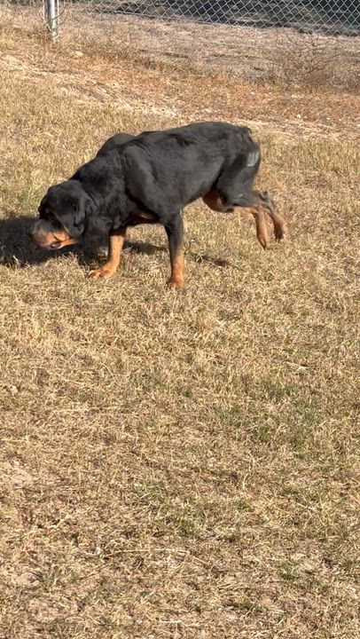 Enlarge  "Abby", a ADOPTABLE Rottweiler in Kerrville, TX video 2/2