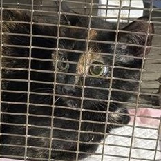 Rumi, adopted, Young Female Domestic Short Hair.