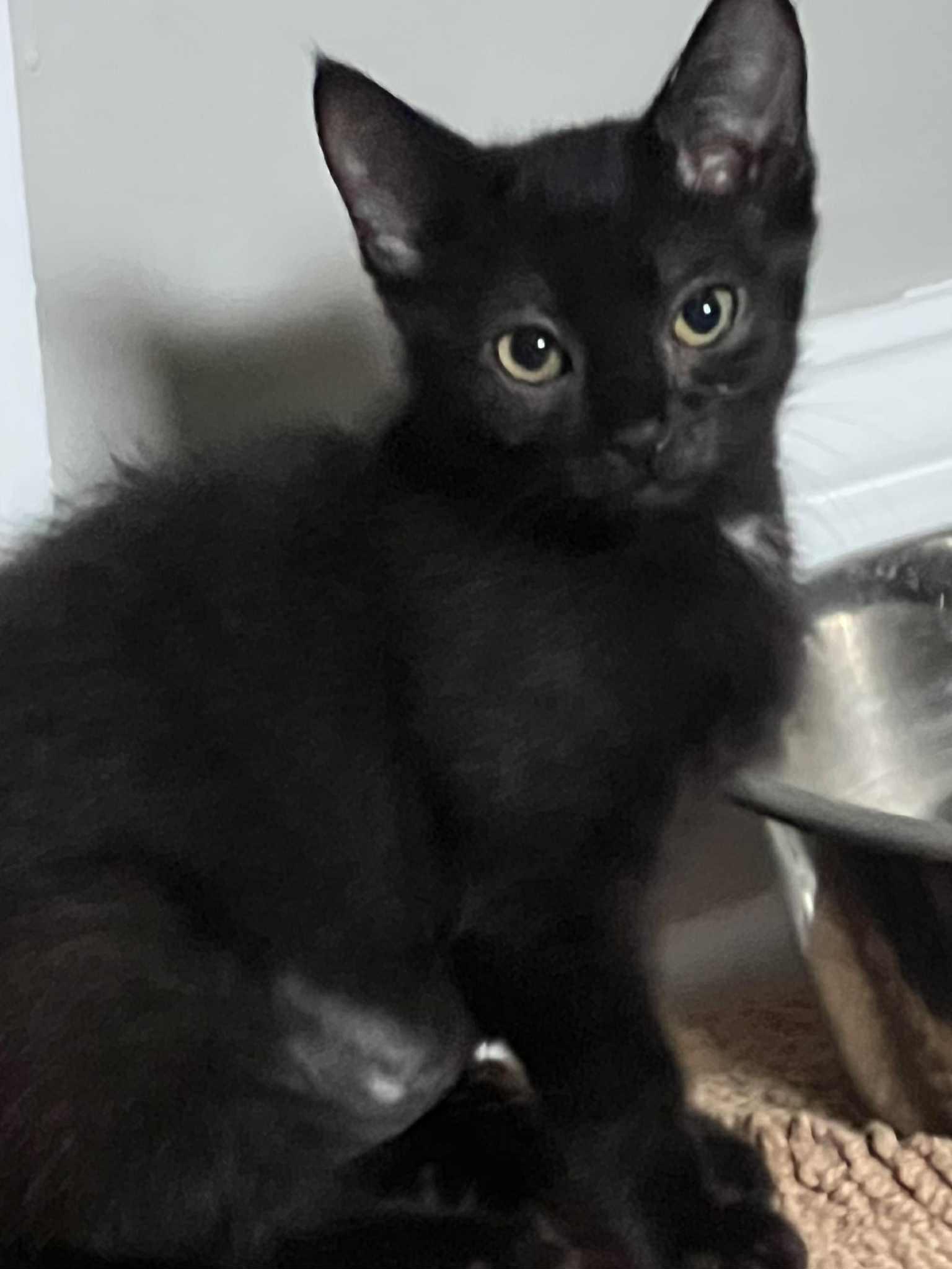 Mulberry, a Adoptable Domestic Short Hair in Indianapolis, IN image 1/4