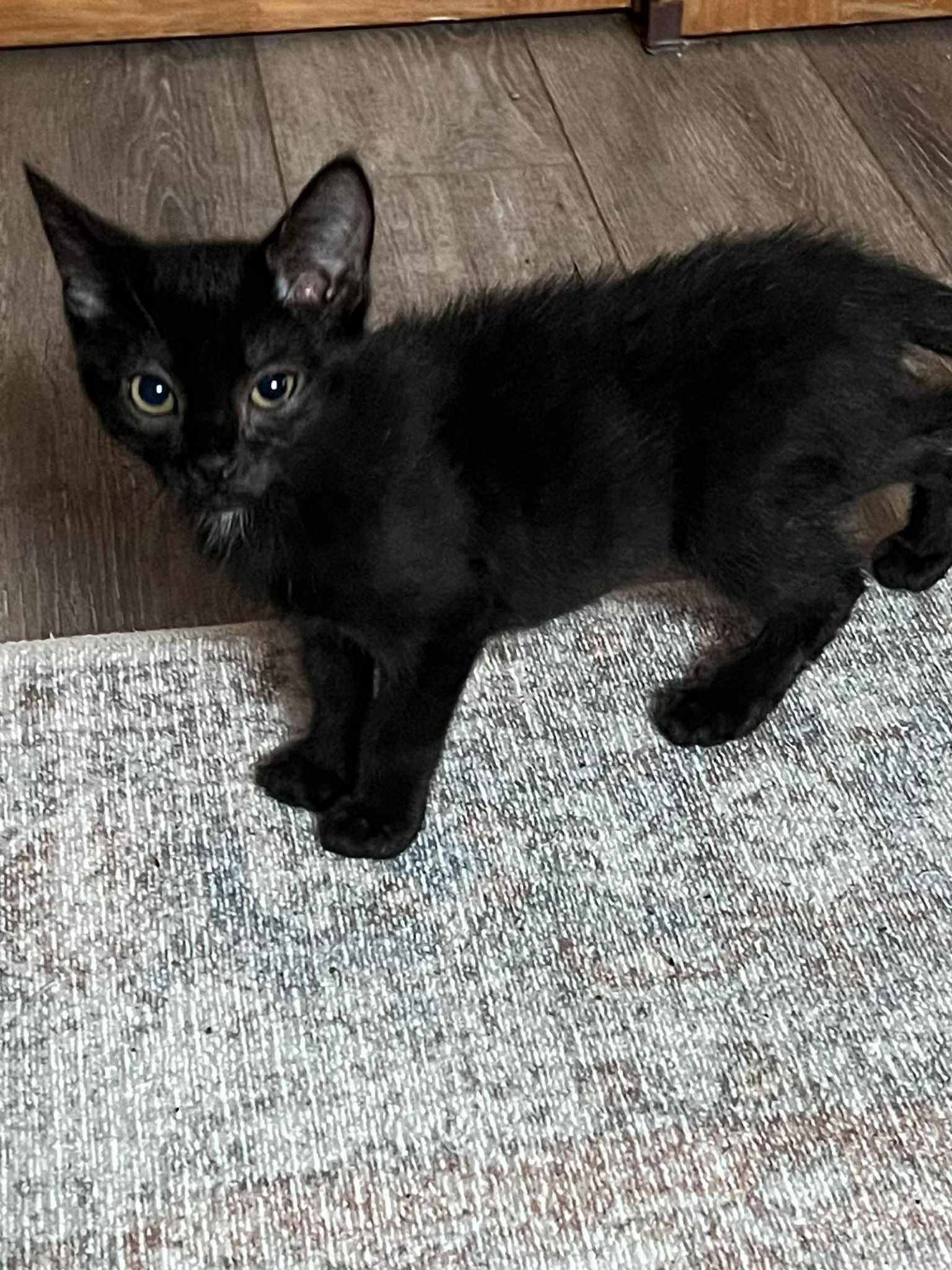 Mulberry, a Adoptable Domestic Short Hair in Indianapolis, IN image 2/4