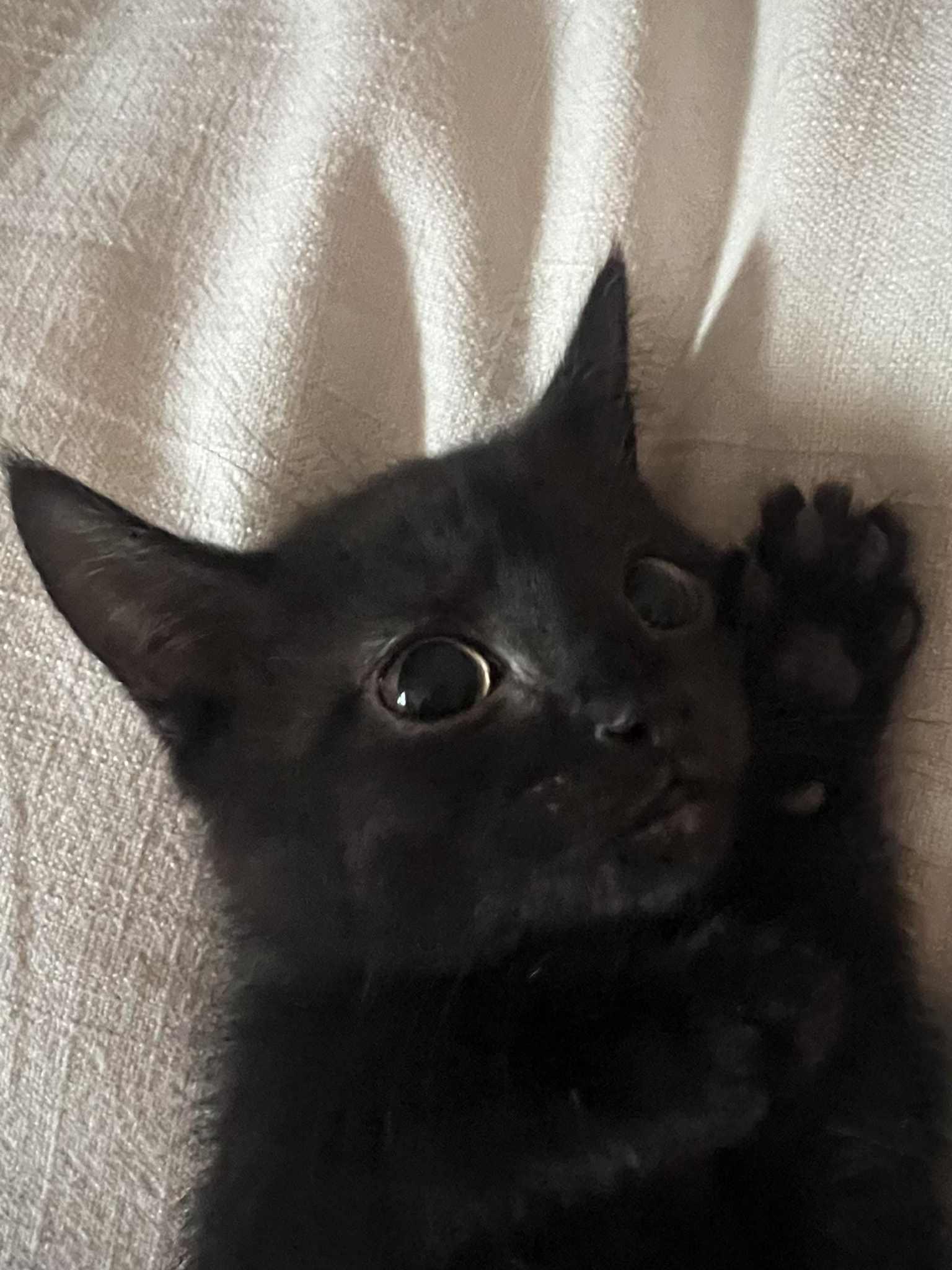 Mulberry, a Adoptable Domestic Short Hair in Indianapolis, IN image 3/4