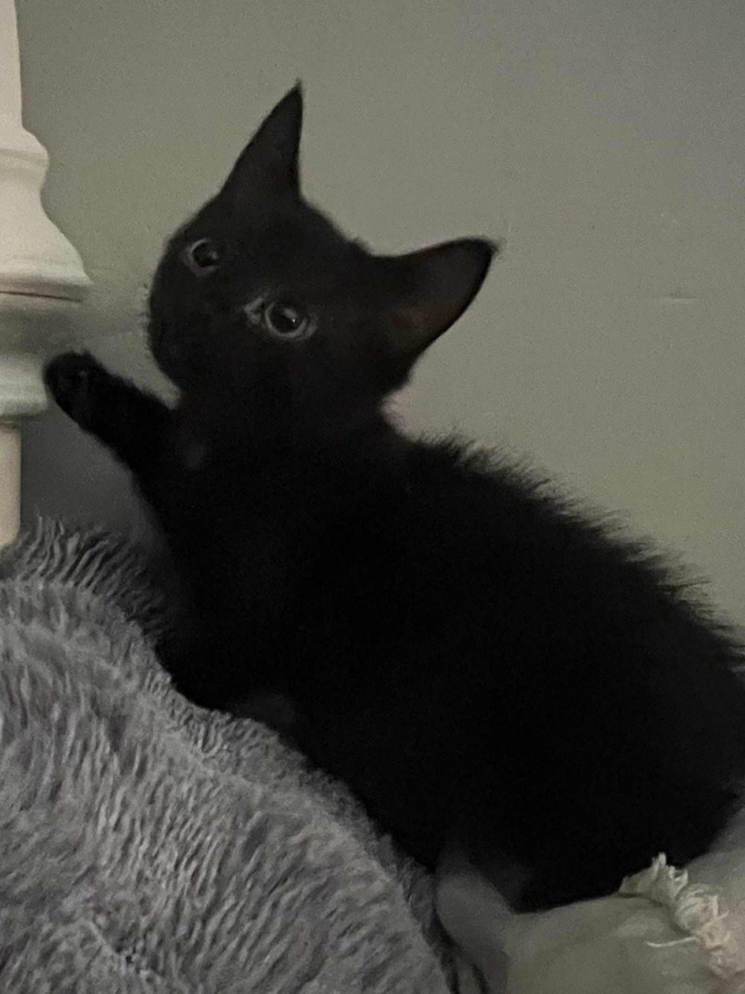 Mulberry, a Adoptable Domestic Short Hair in Indianapolis, IN image 4/4