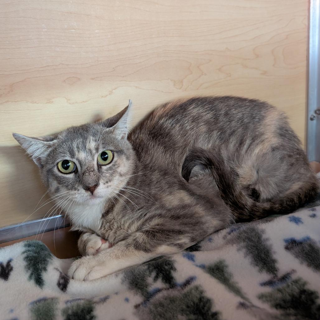 Calypso, Adoptable, Adult Female Domestic Short Hair.